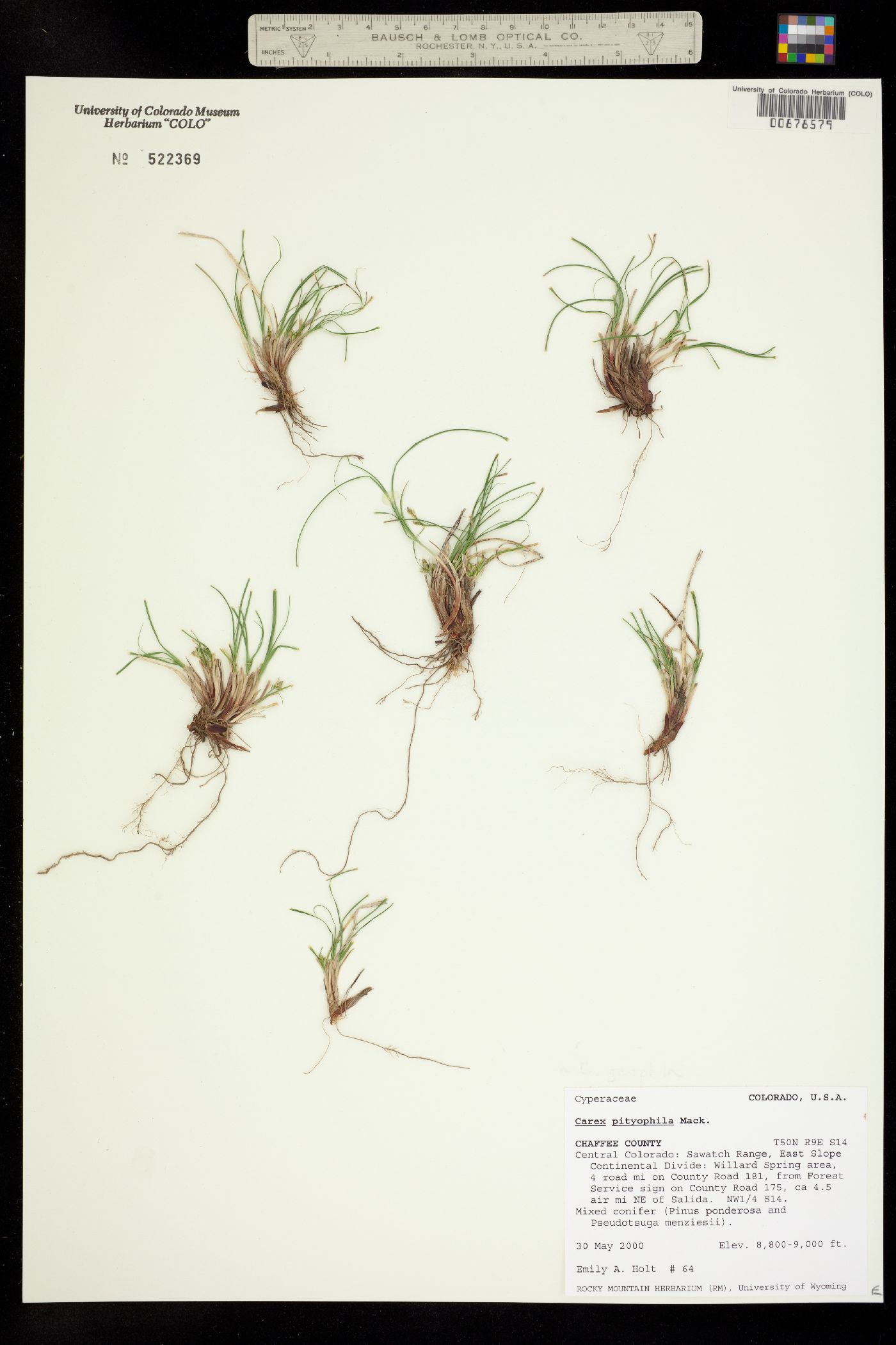 Carex pityophila image
