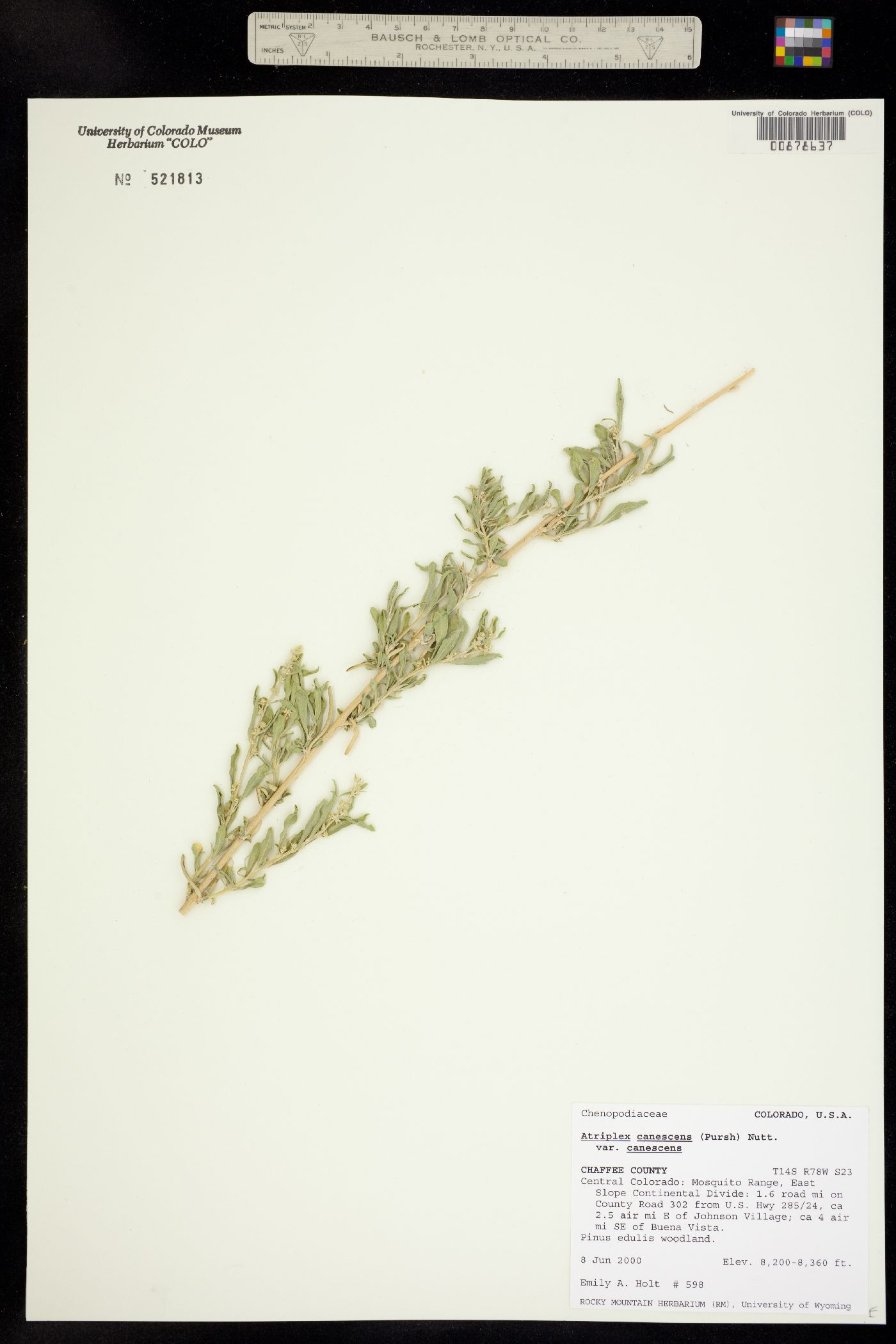 Atriplex canescens image