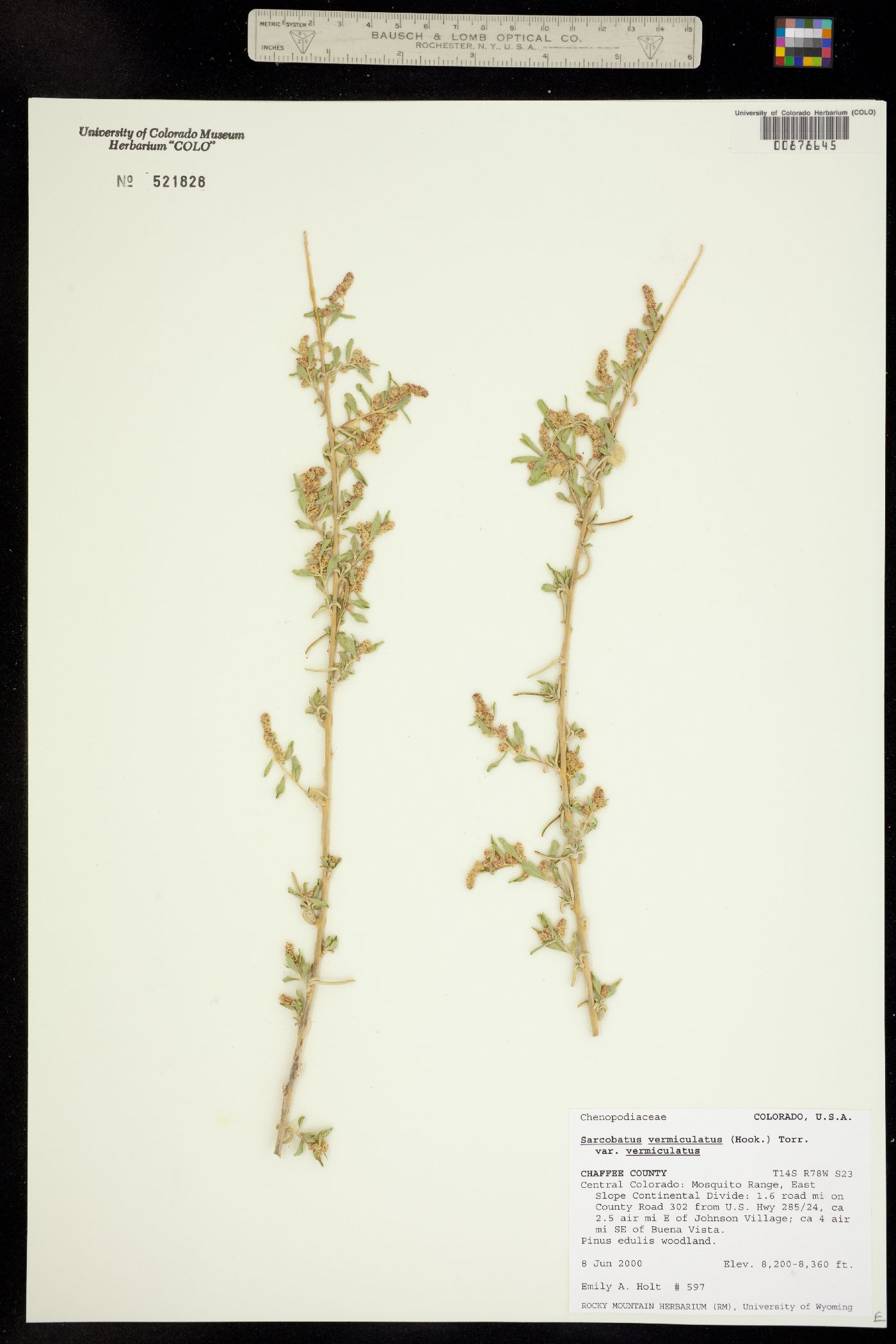Sarcobatus vermiculatus image