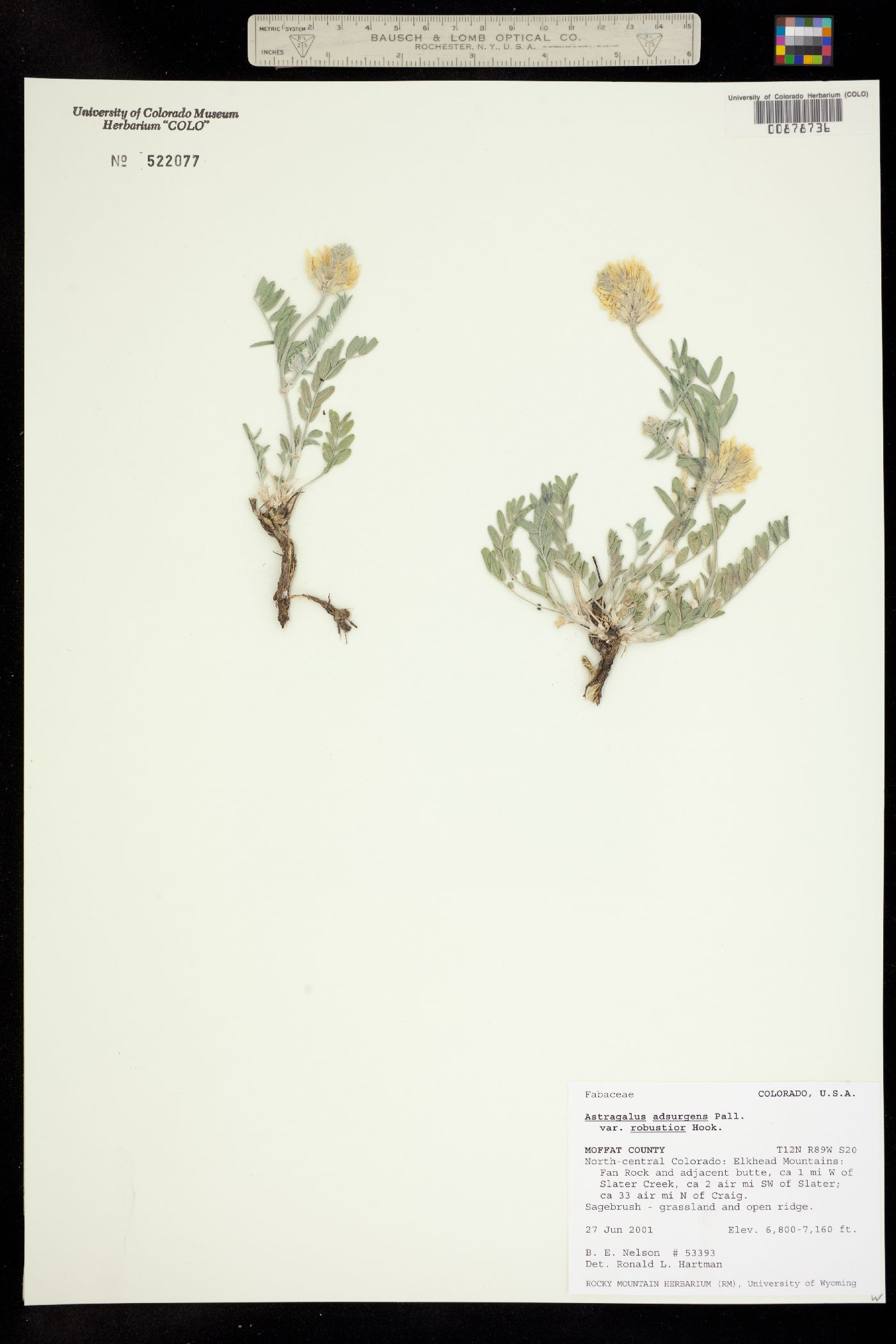 Astragalus adsurgens image