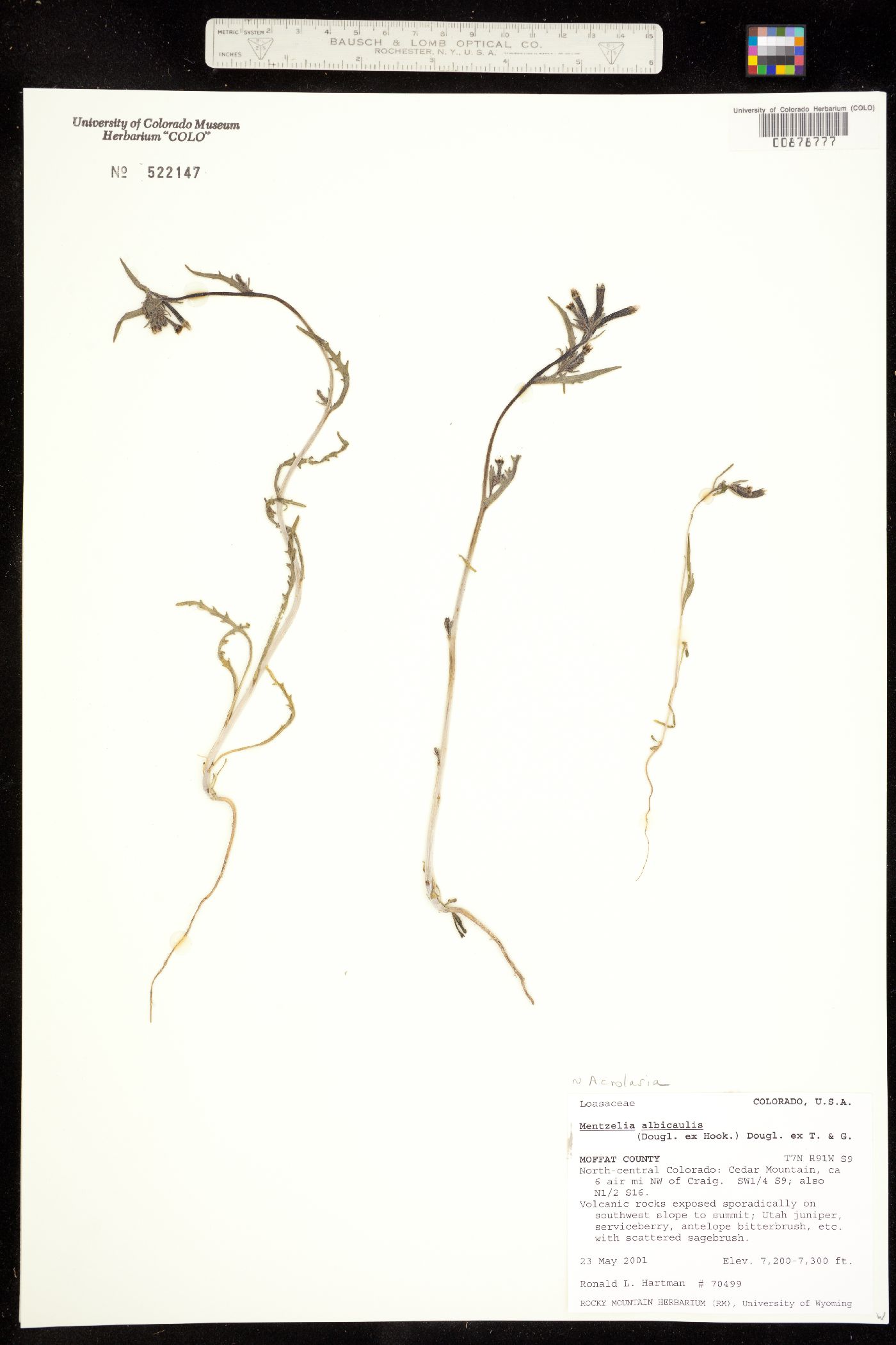 Mentzelia image