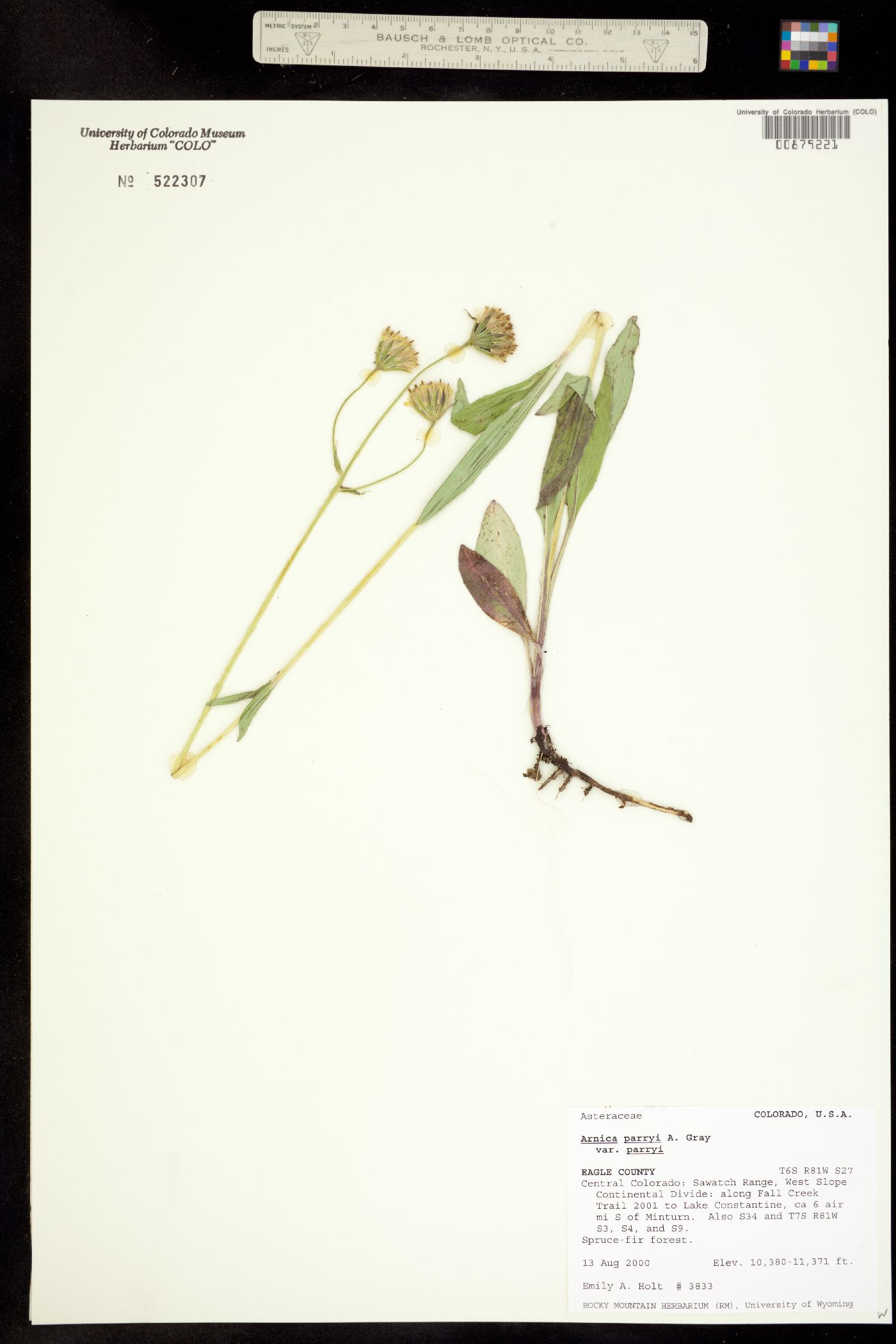 Arnica parryi image