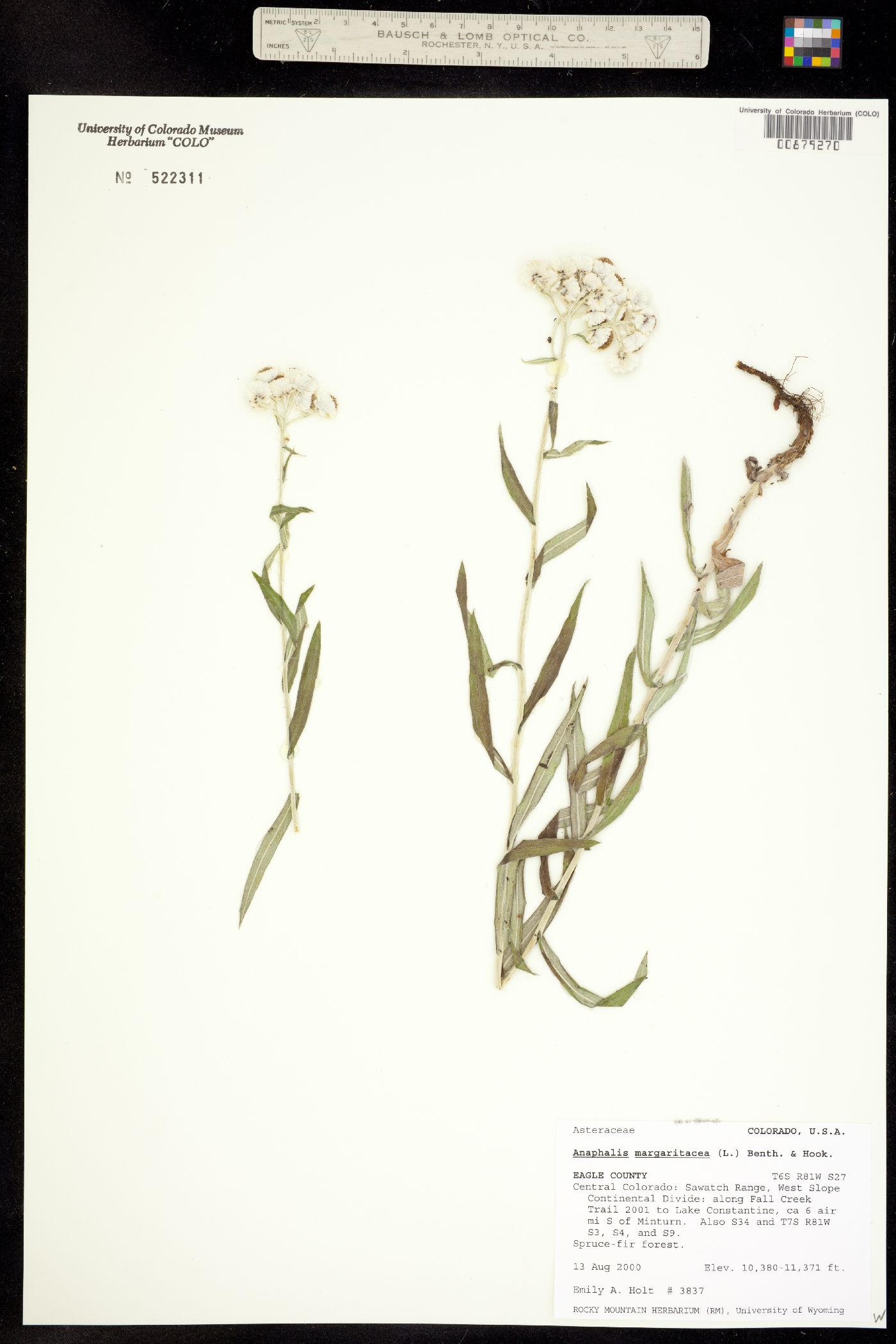 Anaphalis margaritacea image