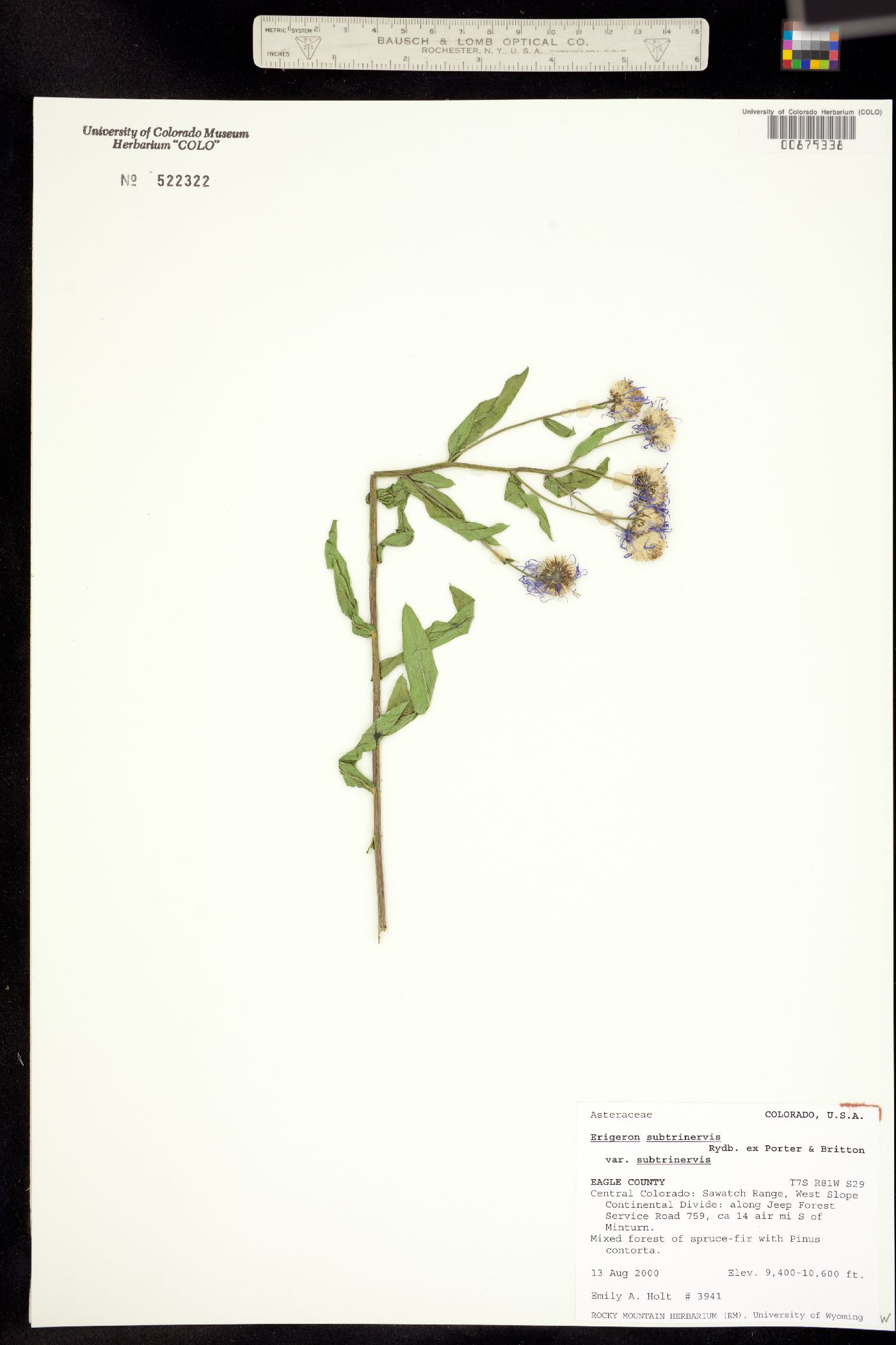 Erigeron subtrinervis image
