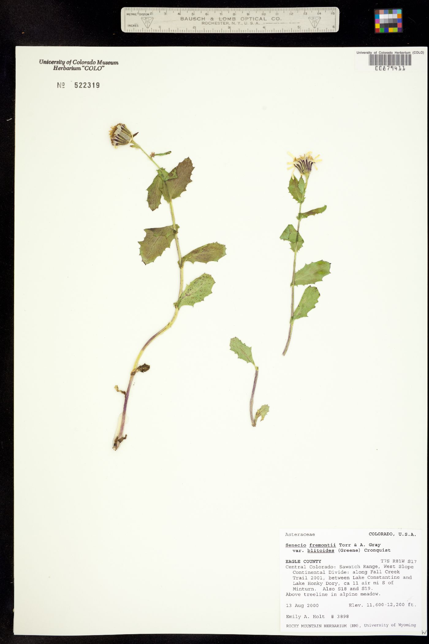 Senecio fremontii var. blitoides image