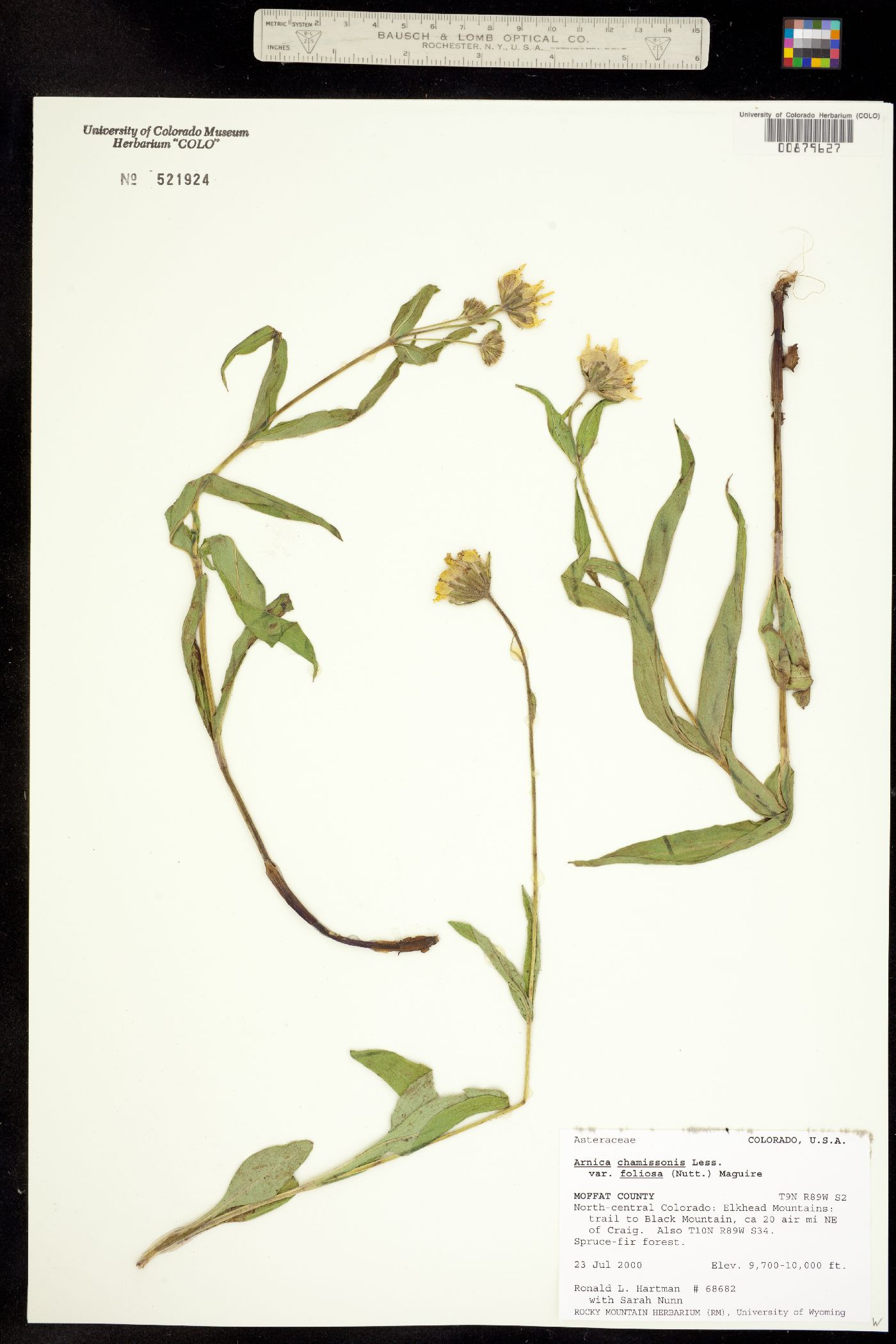 Arnica image