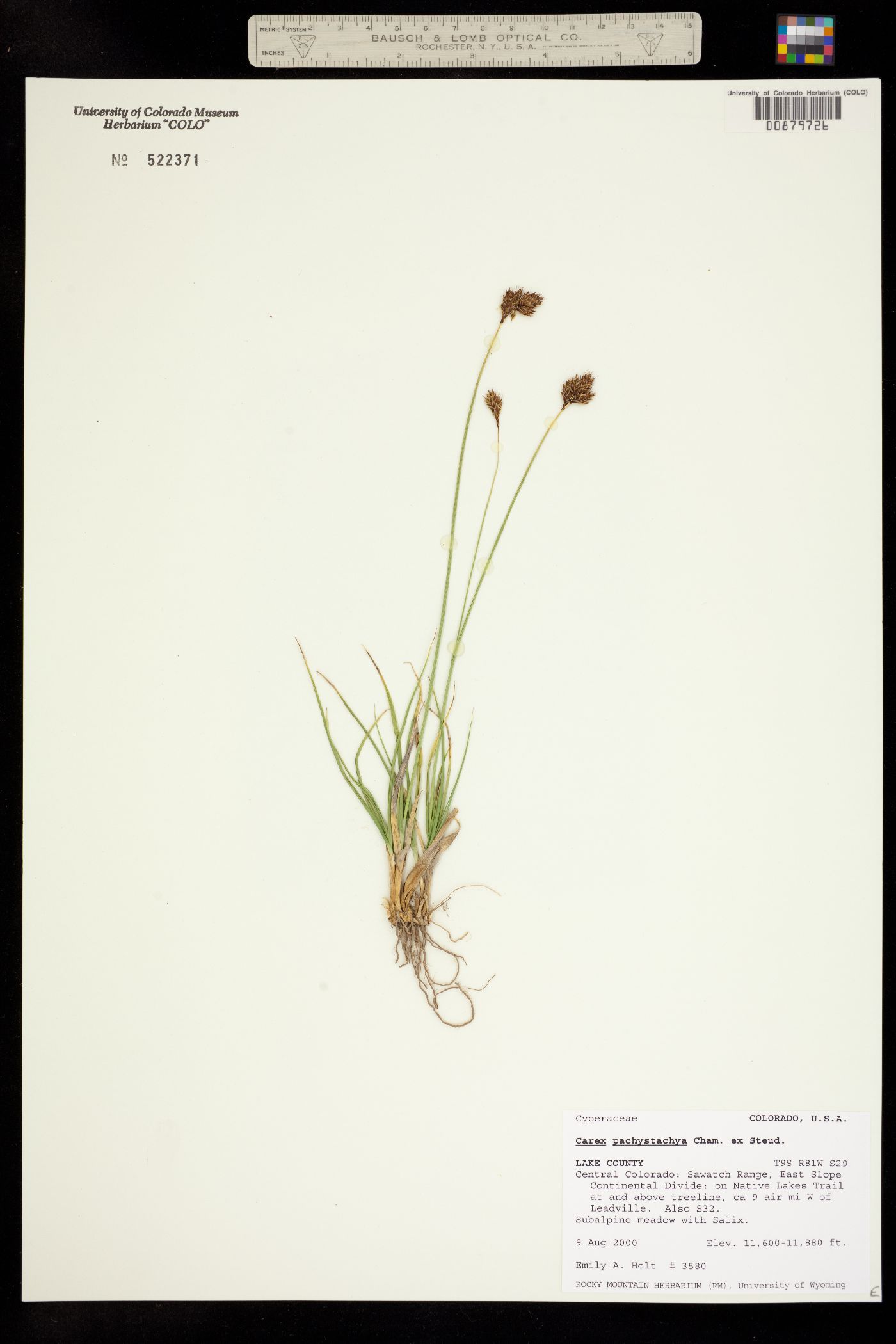 Carex pachystachya image