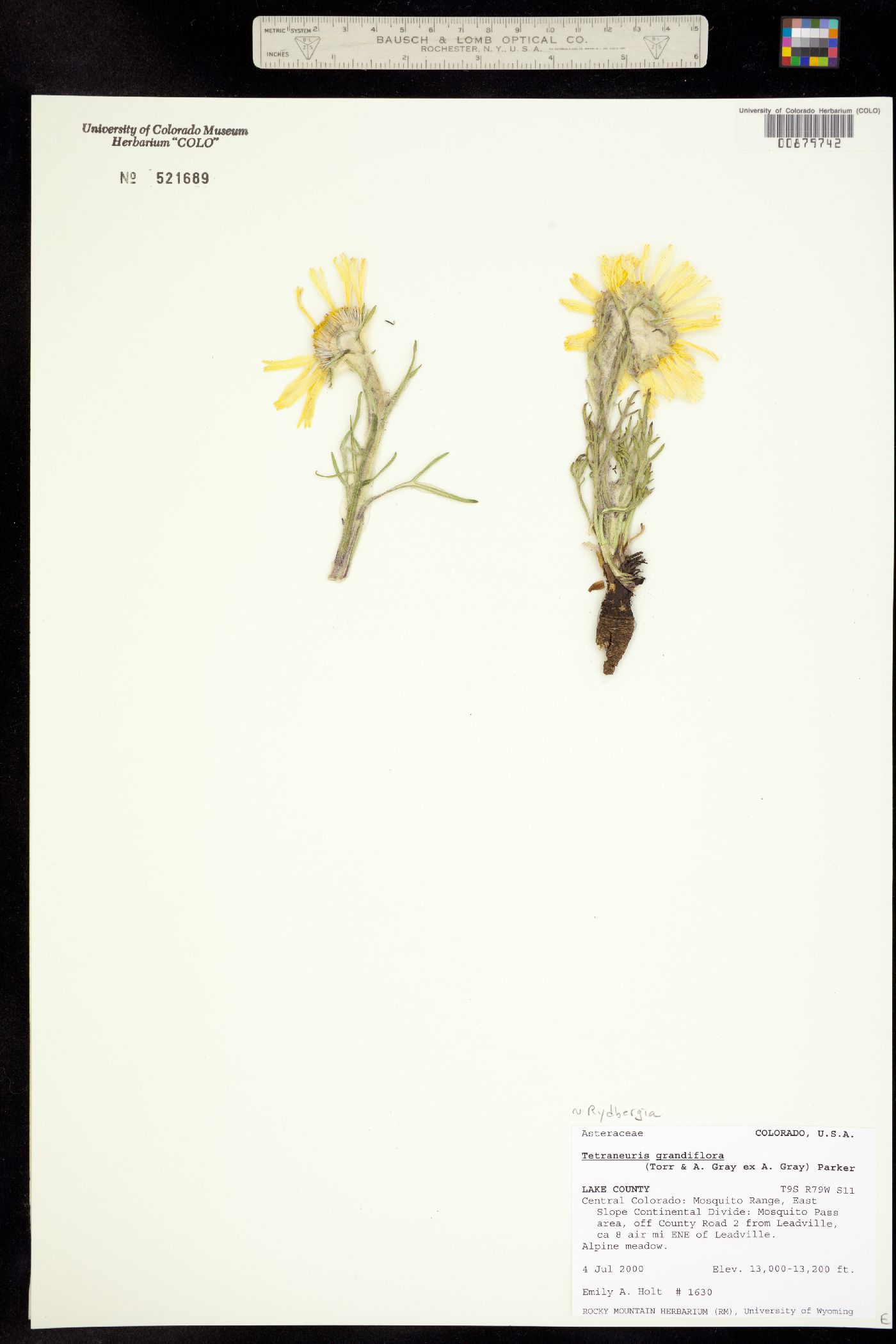 Rydbergia grandiflora image