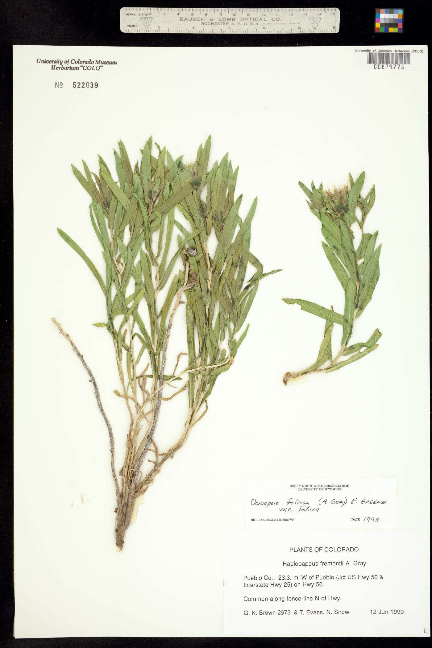 Oonopsis foliosa var. foliosa image