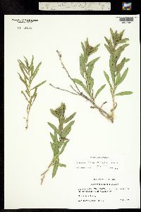 Oönopsis foliosa var. foliosa image