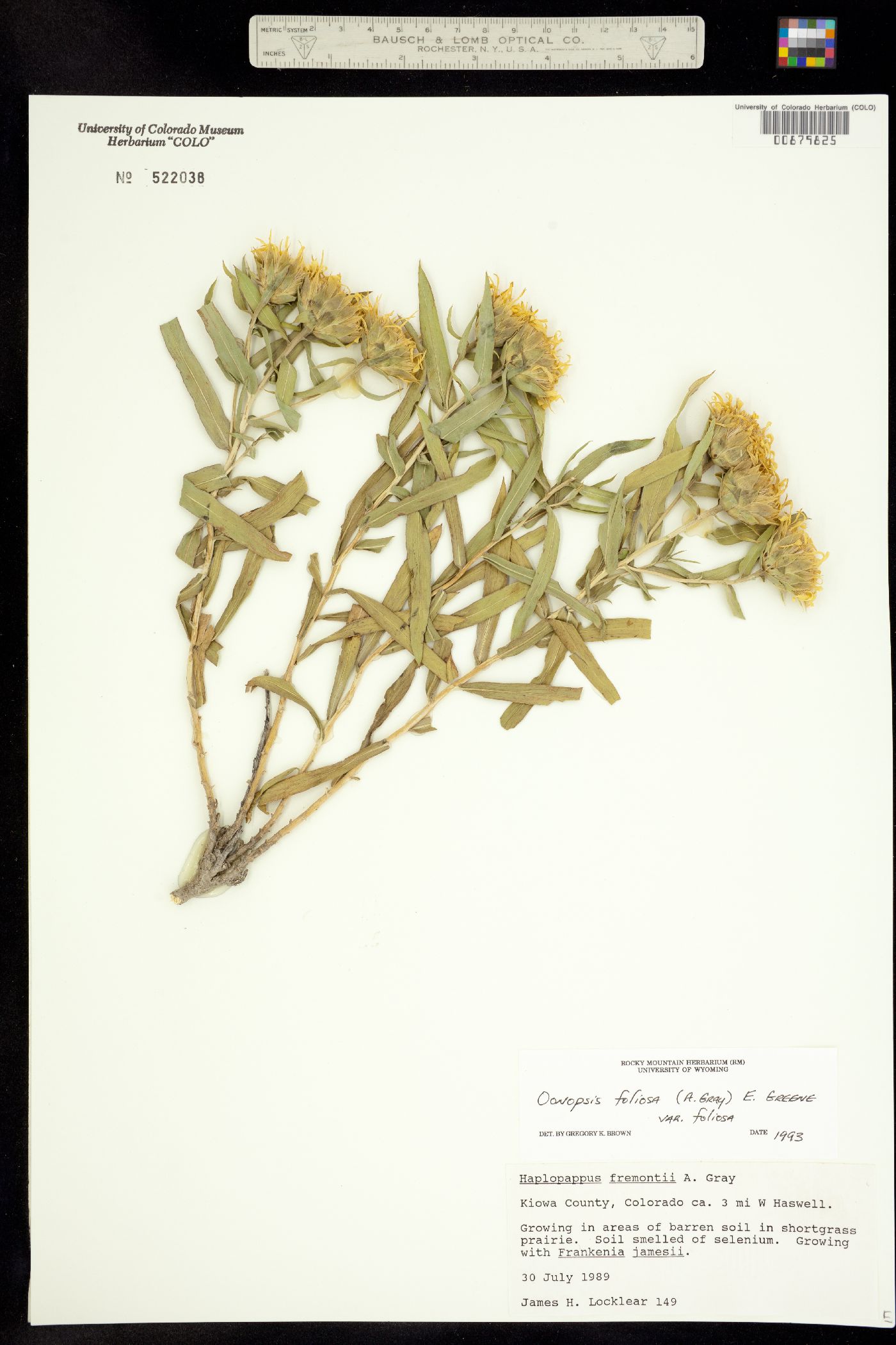 Oönopsis foliosa var. foliosa image