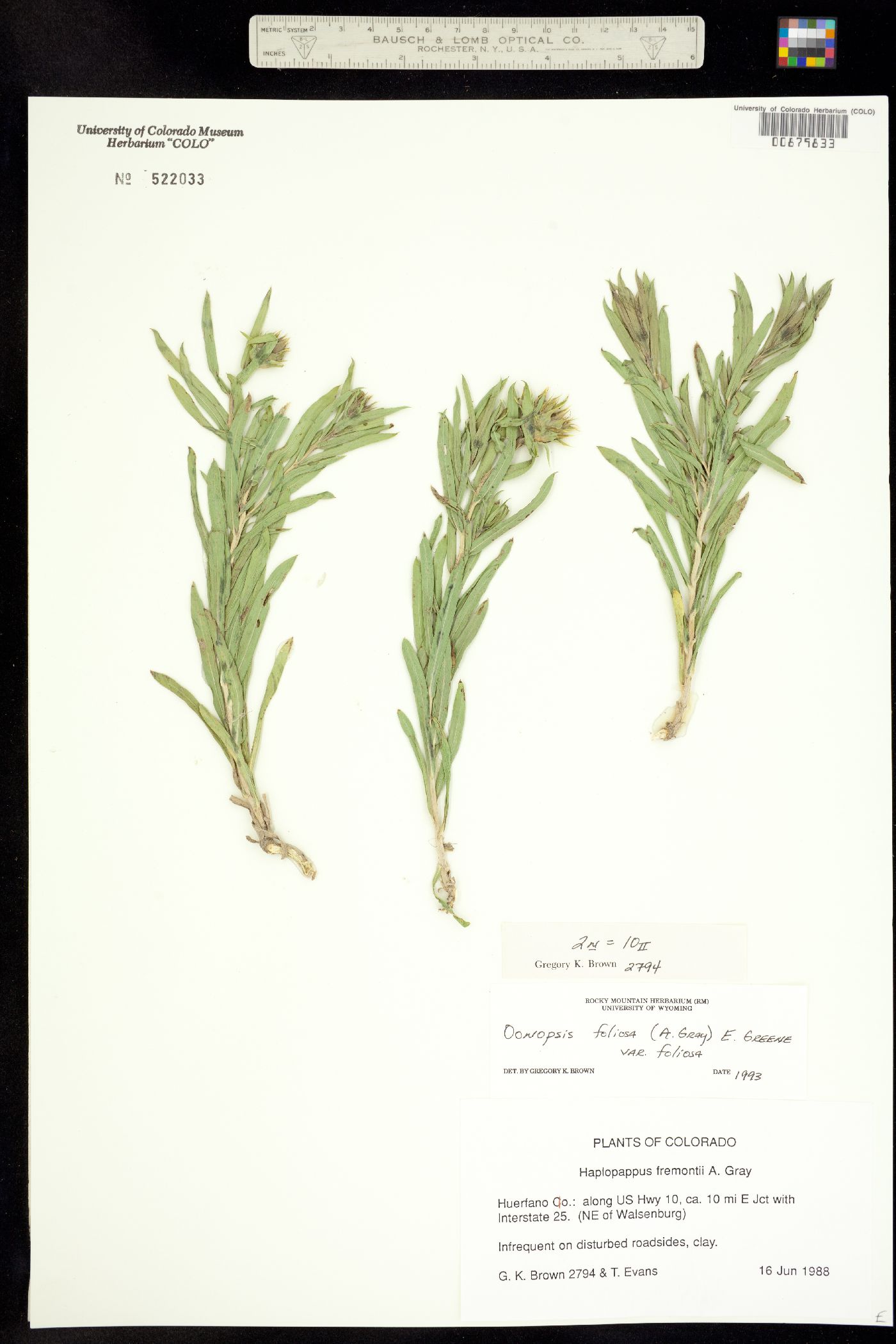 Oönopsis foliosa var. foliosa image