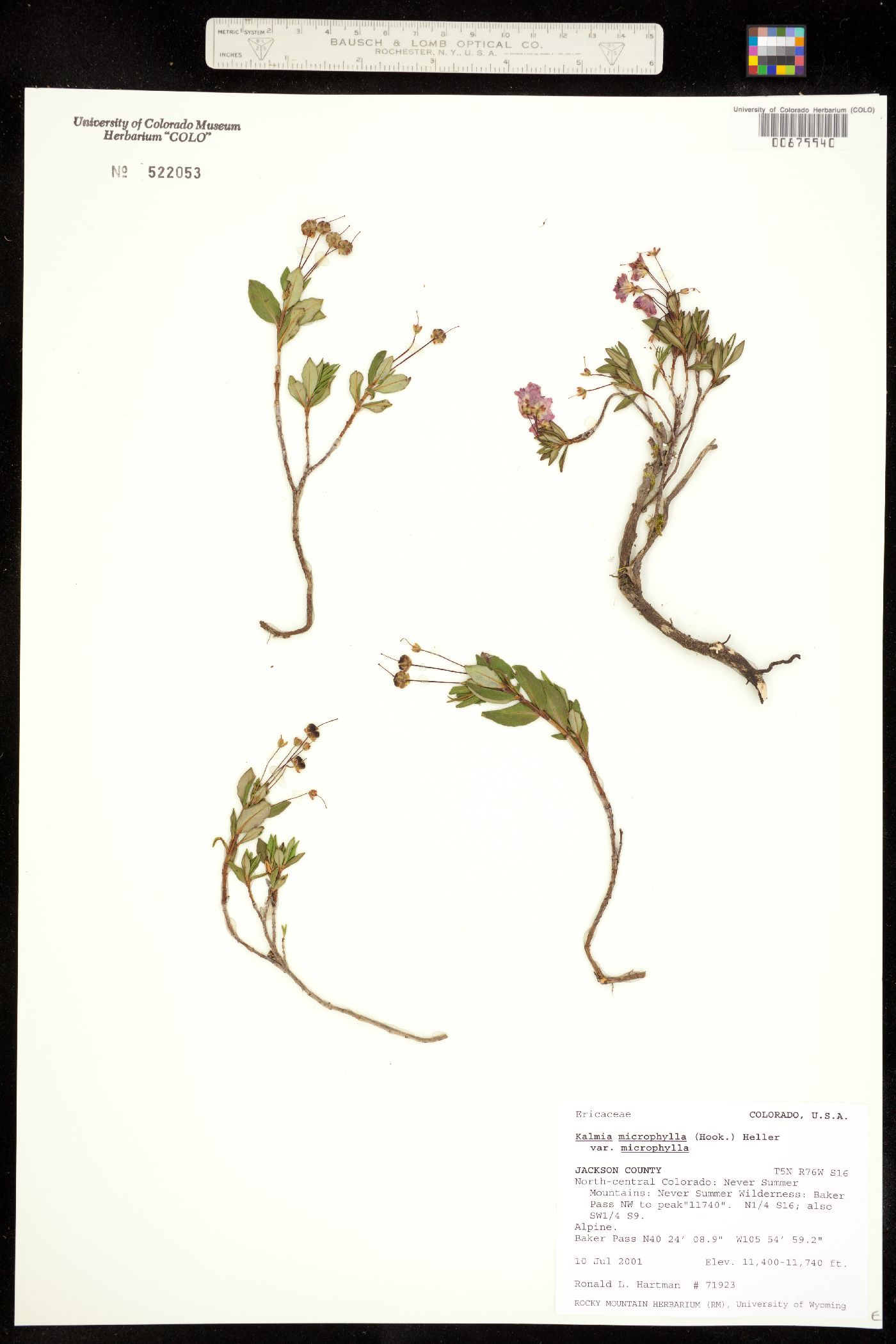 Kalmia image