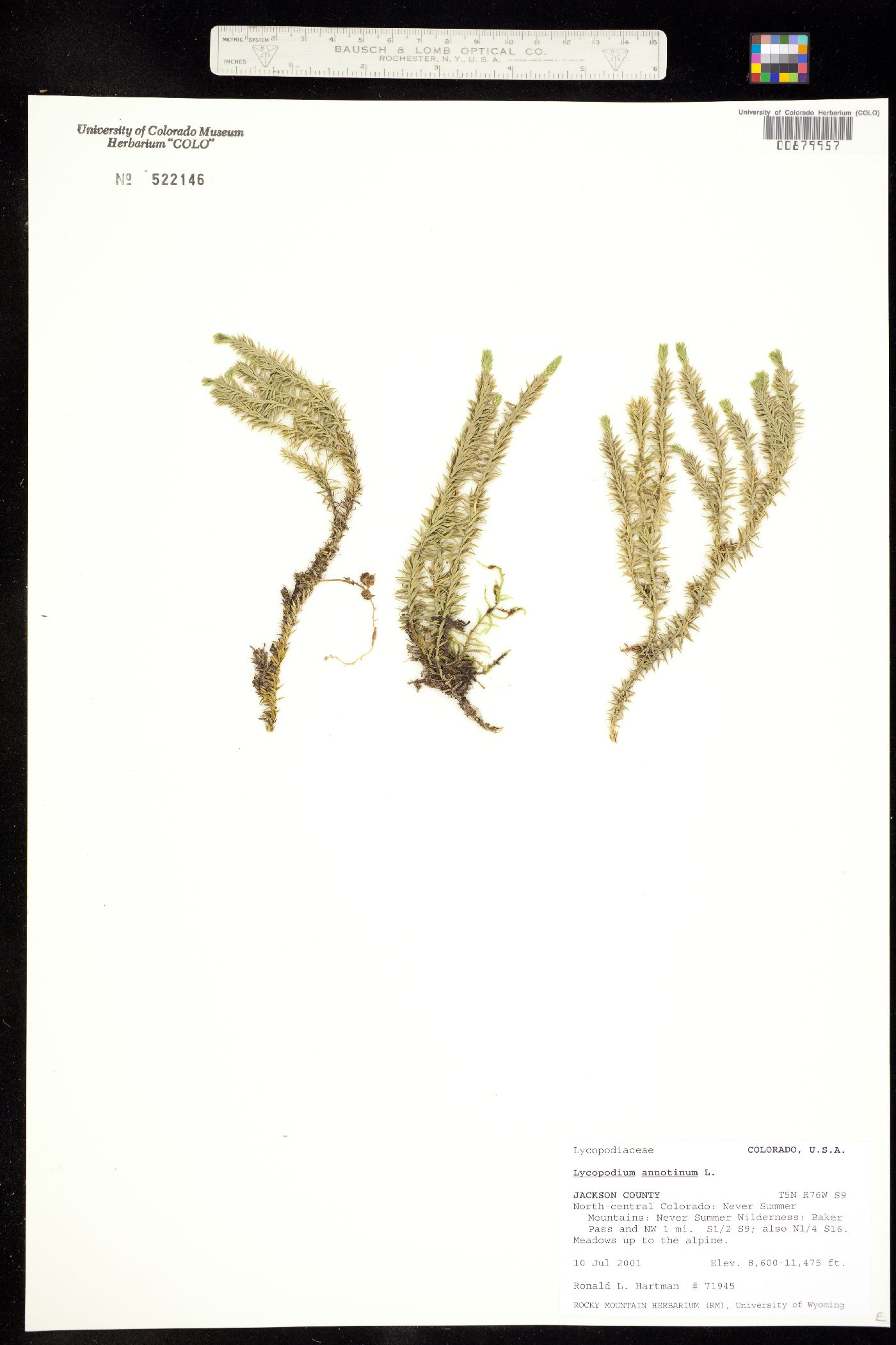 Lycopodium annotinum image