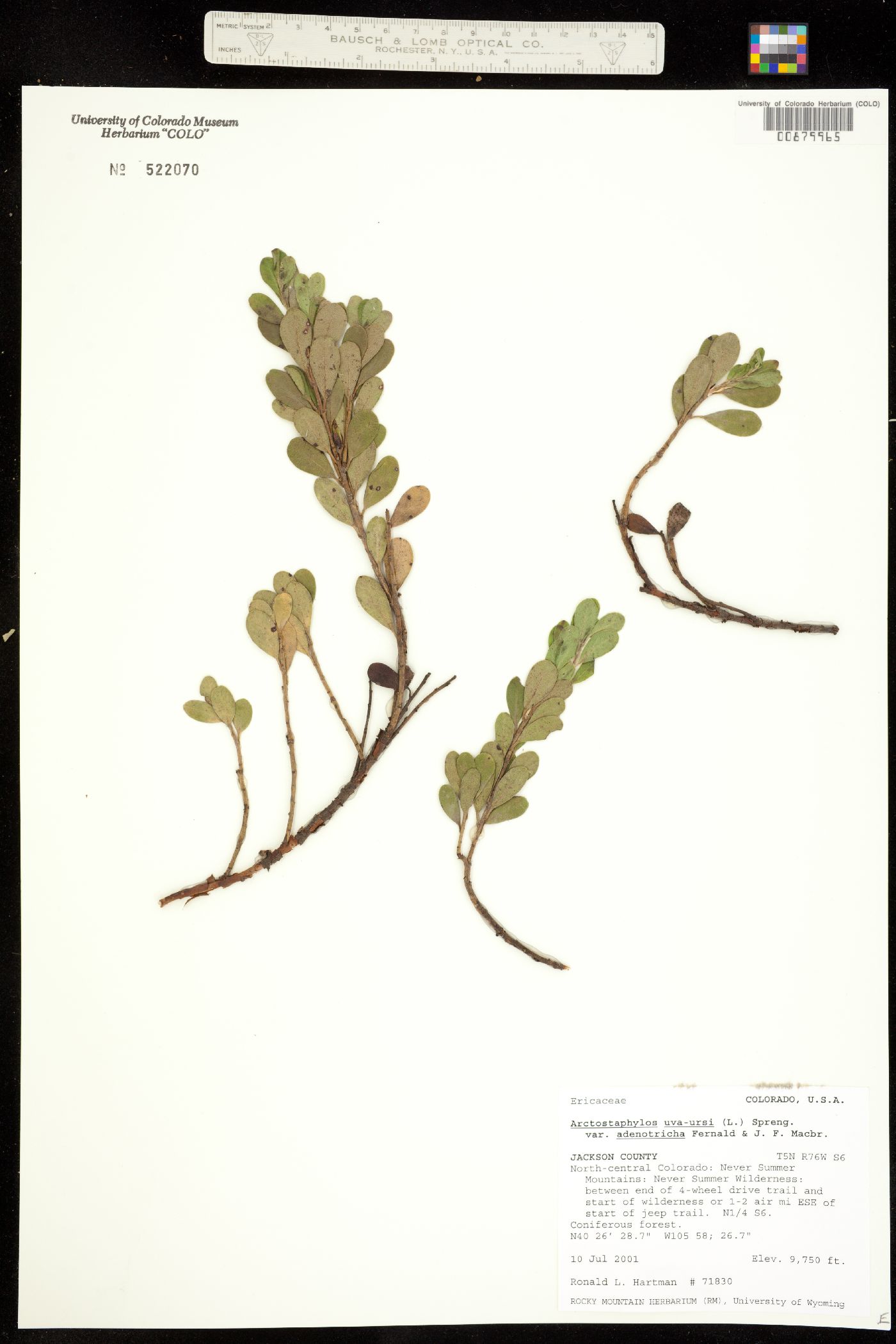 Arctostaphylos image