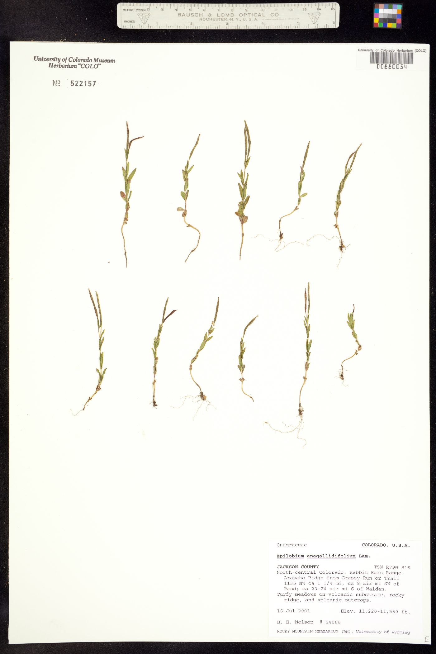 Epilobium anagallidifolium image