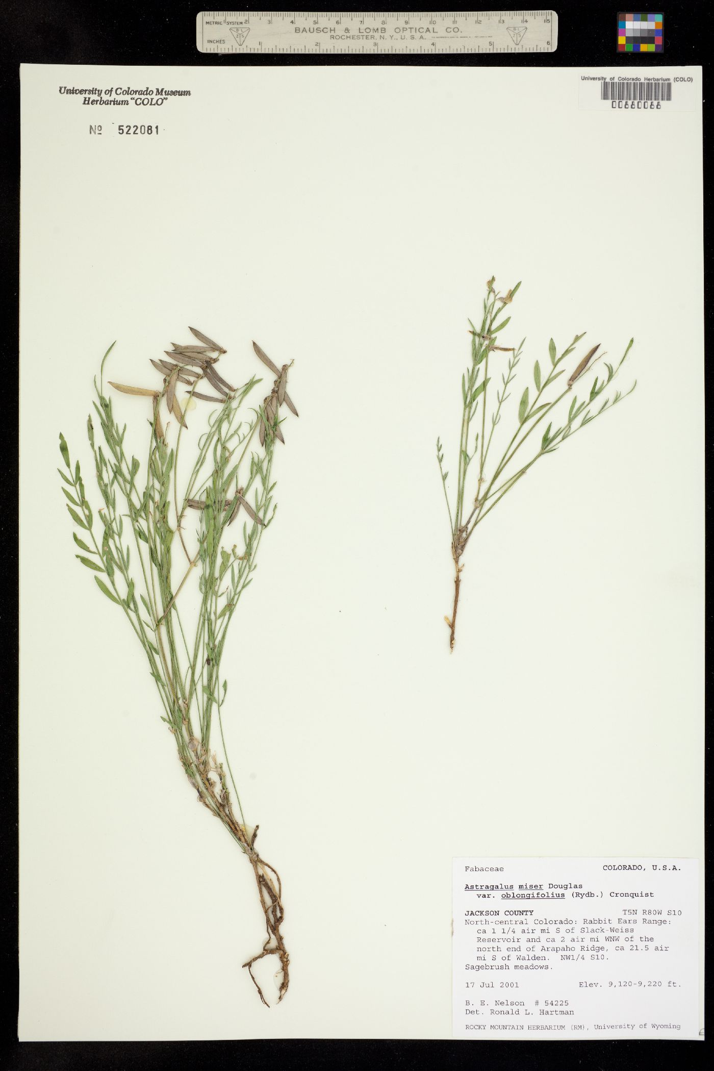 Astragalus miser var. oblongifolius image