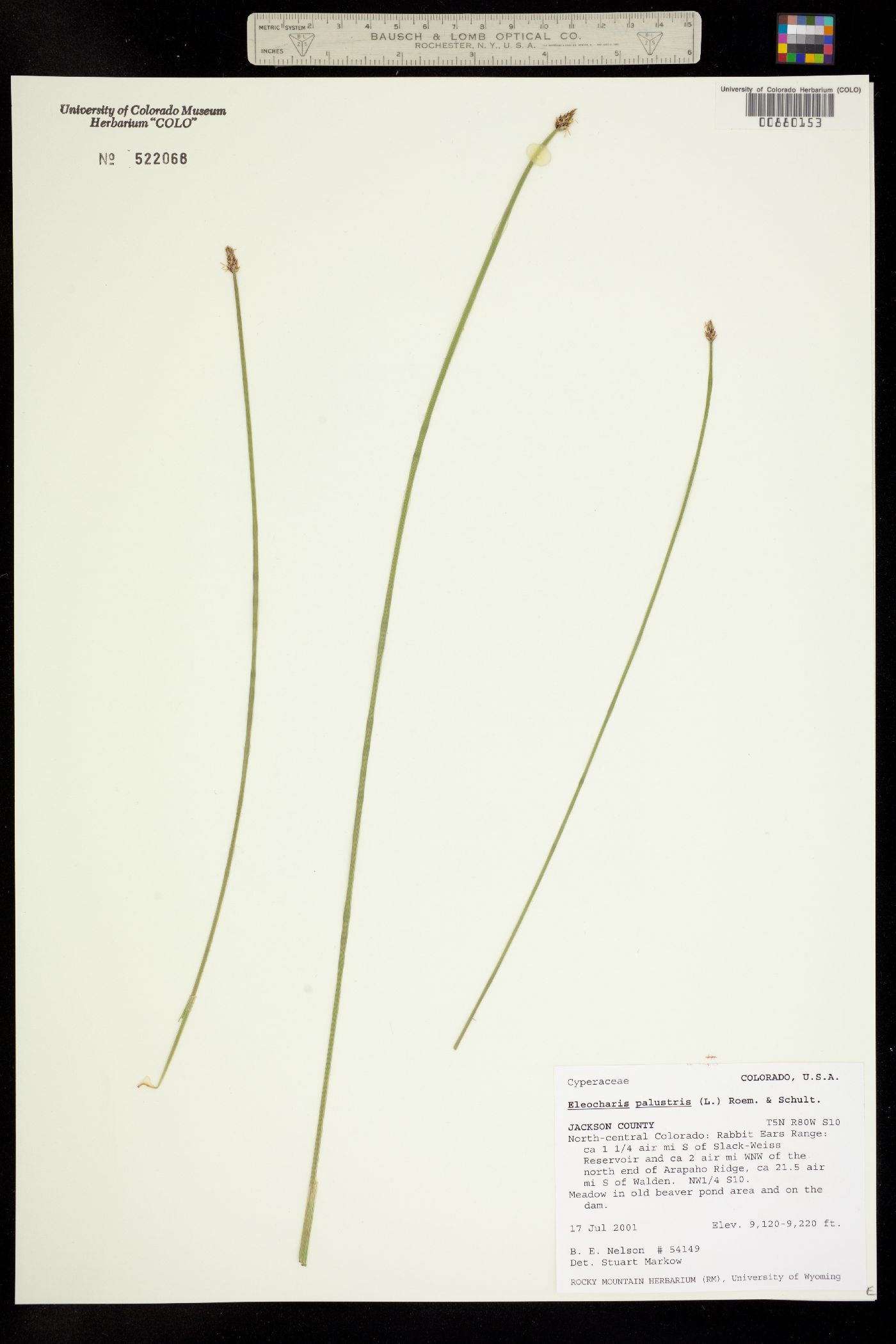 Eleocharis palustris image