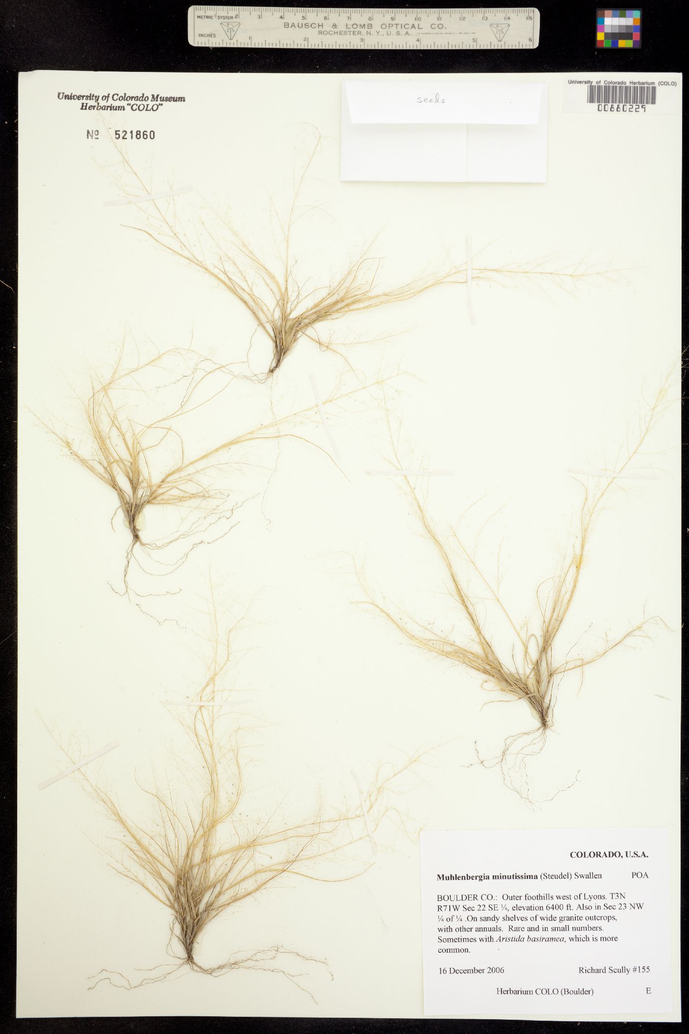 Muhlenbergia minutissima image