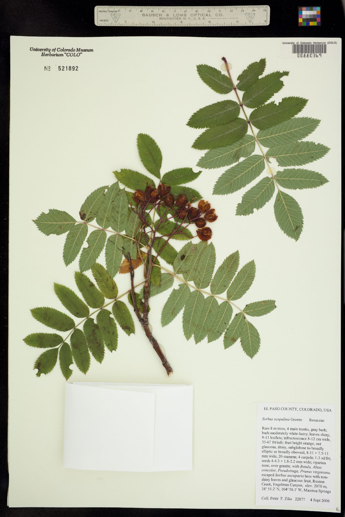 Sorbus scopulina image