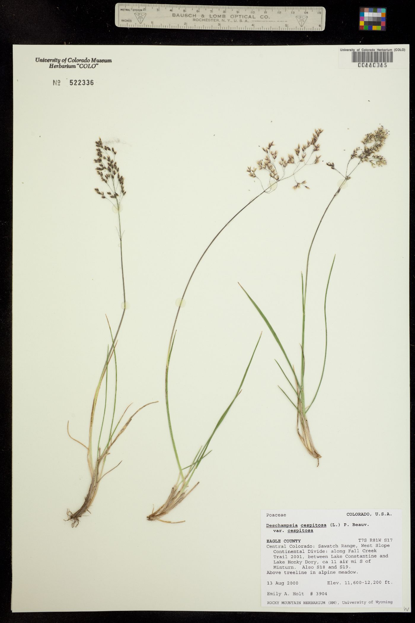 Deschampsia cespitosa ssp. cespitosa image