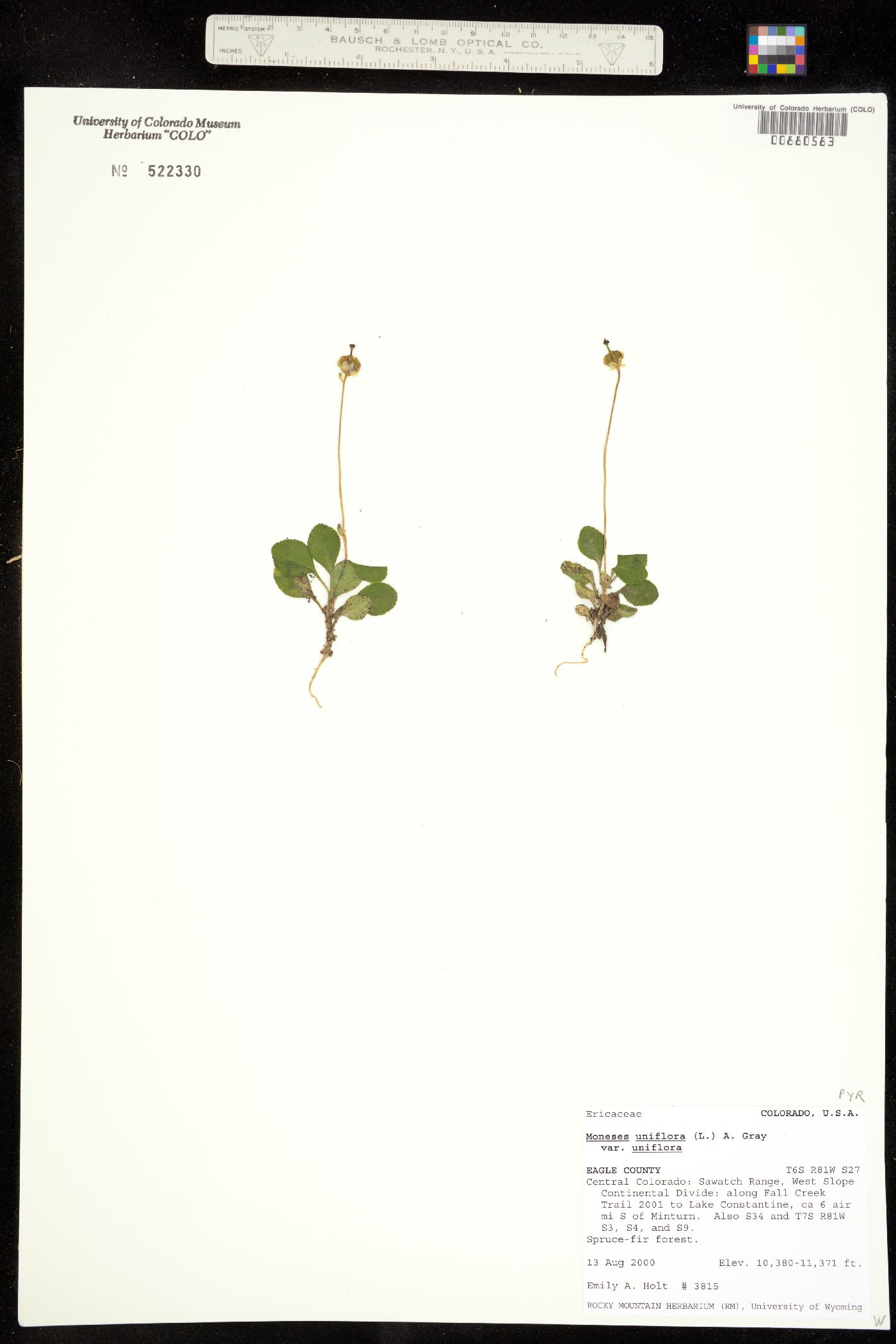 Moneses uniflora image