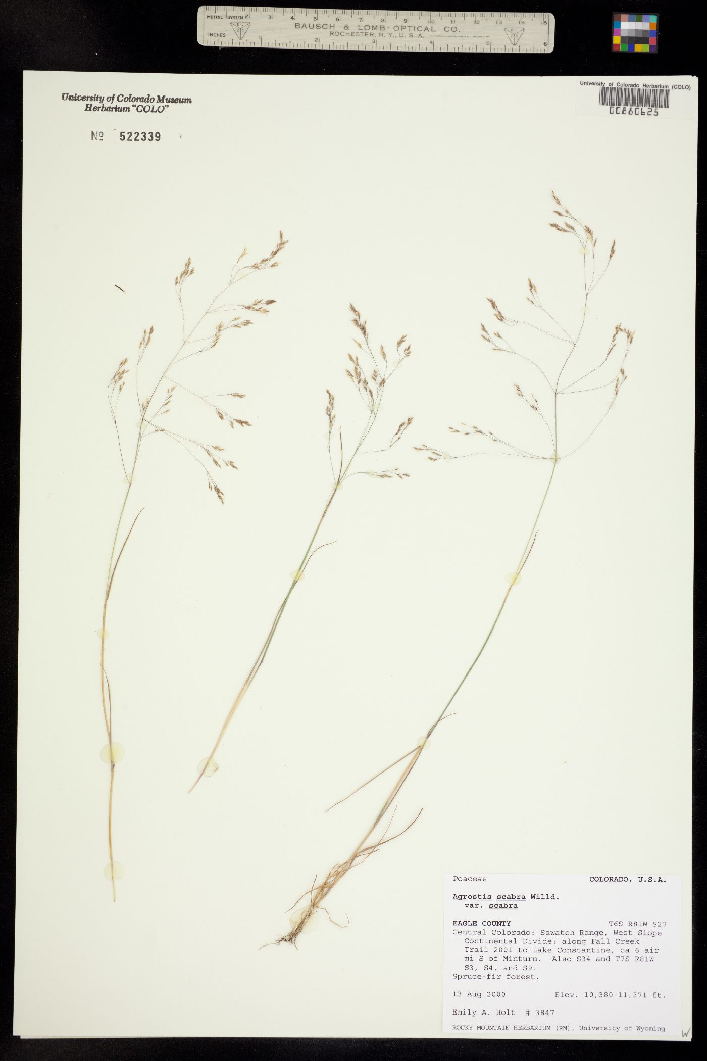 Agrostis scabra image