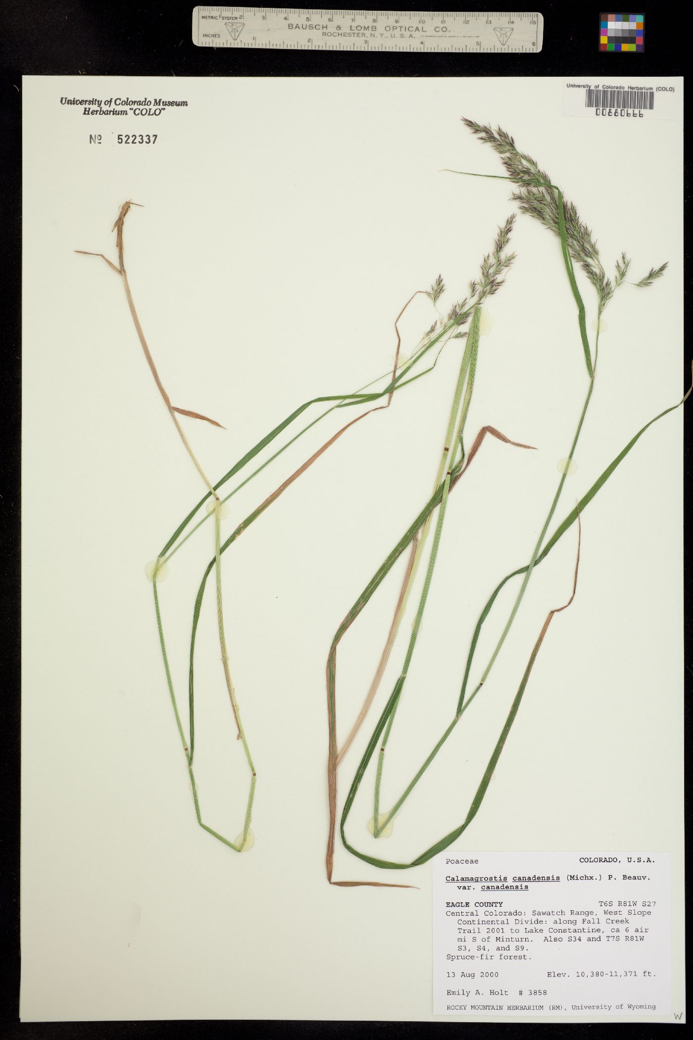 Calamagrostis canadensis image