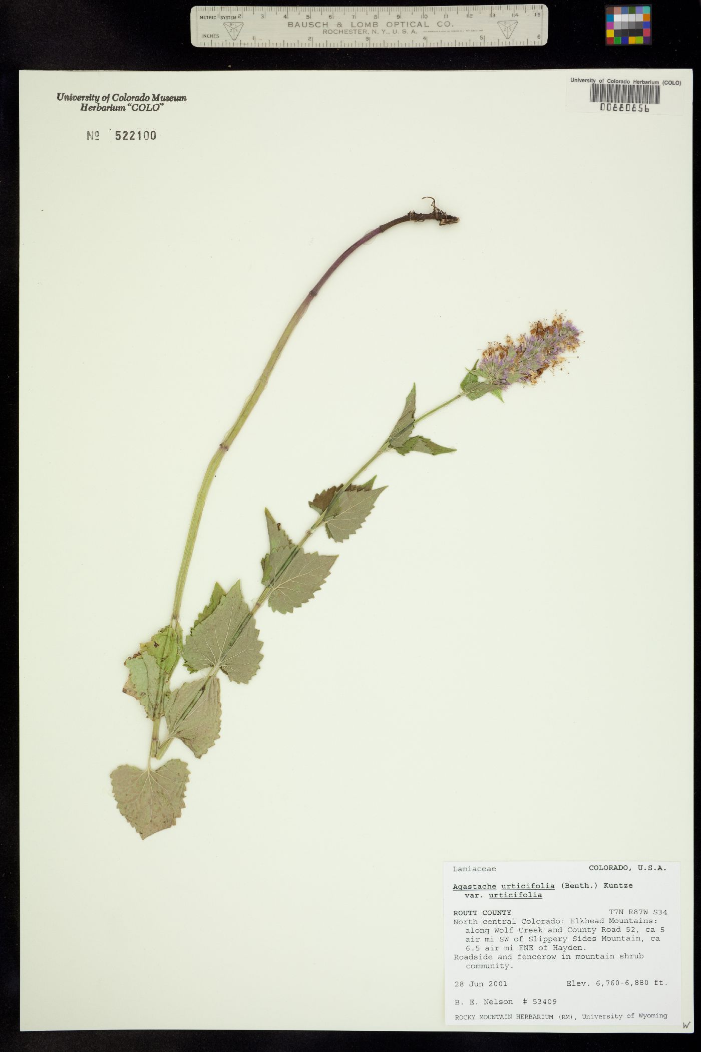 Agastache urticifolia image