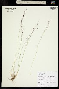 Agrostis scabra image