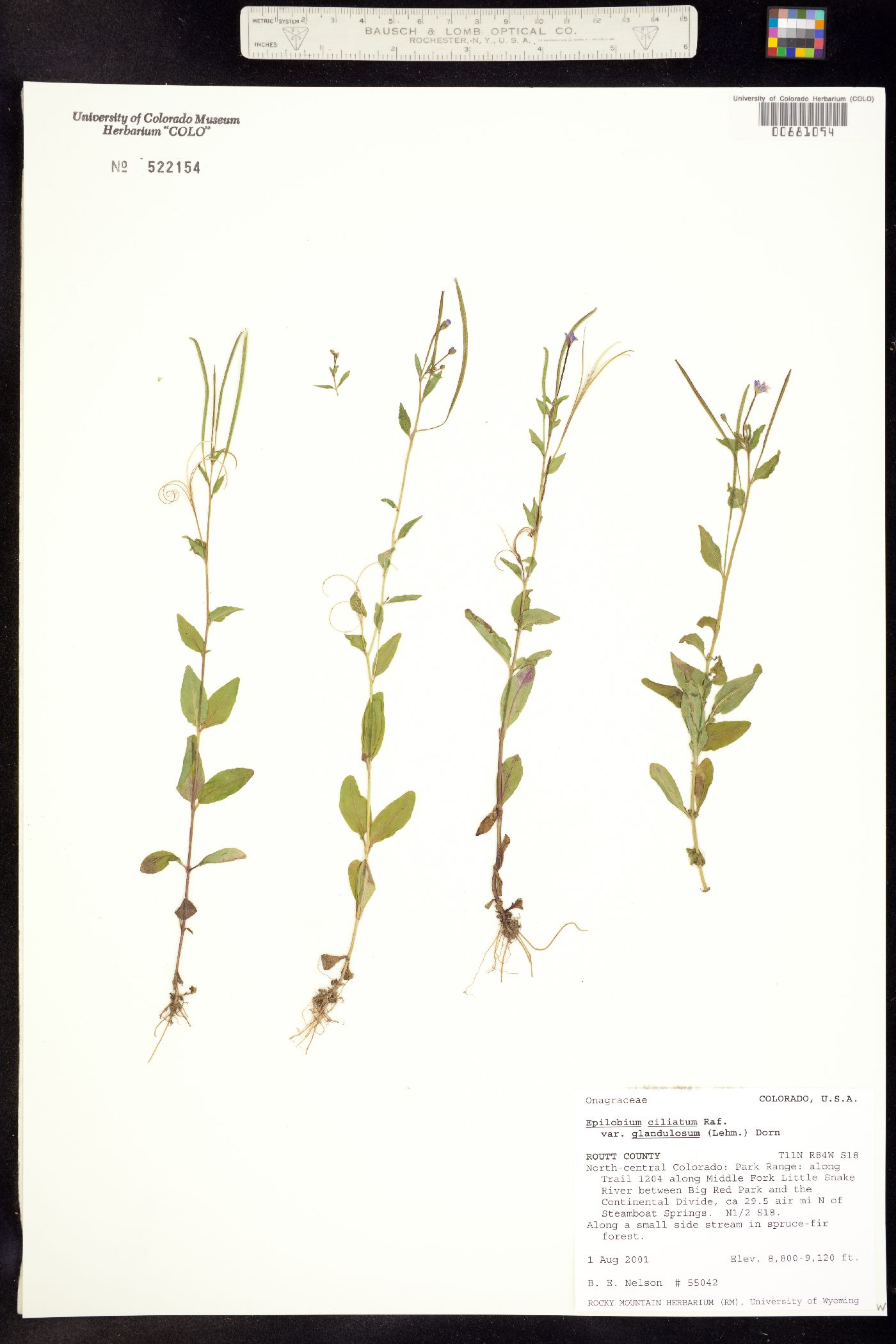 Epilobium ciliatum ssp. glandulosum image
