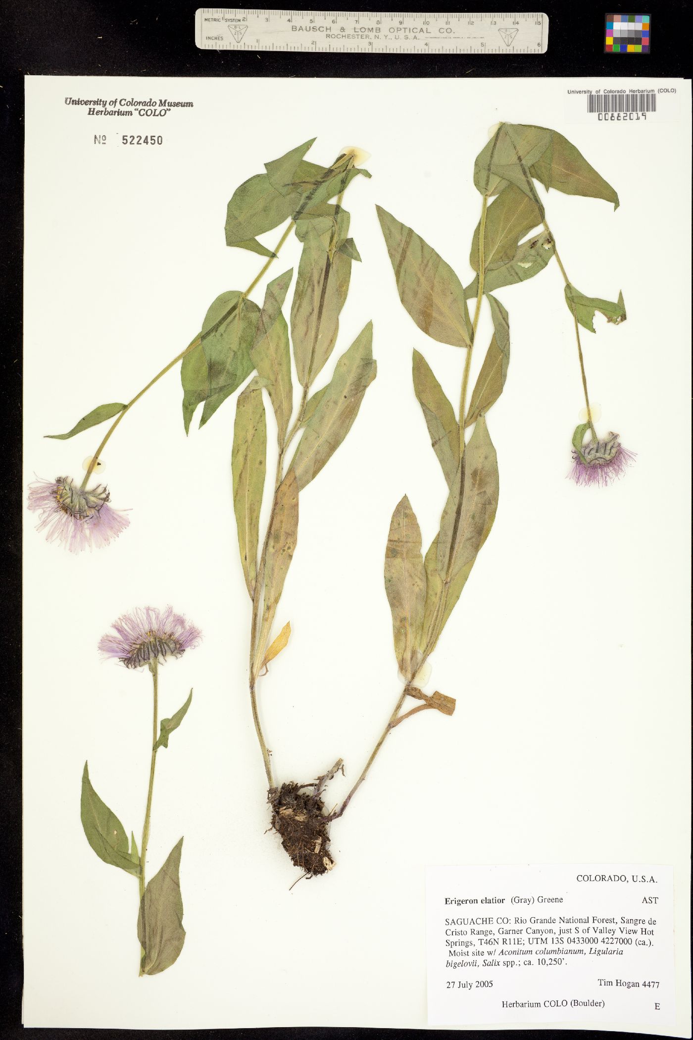 Erigeron elatior image