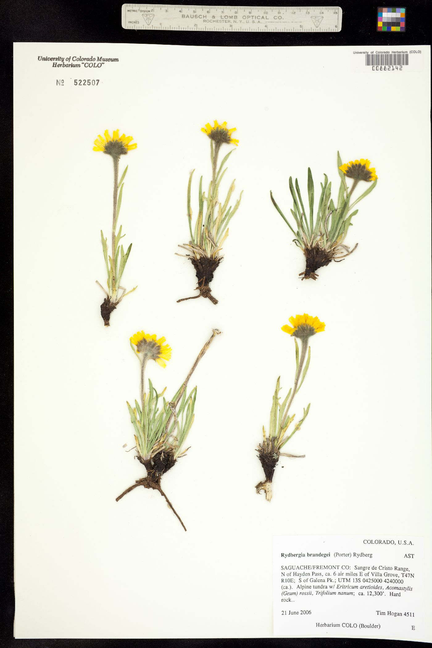 Rydbergia brandegei image