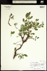 Salix nivalis image