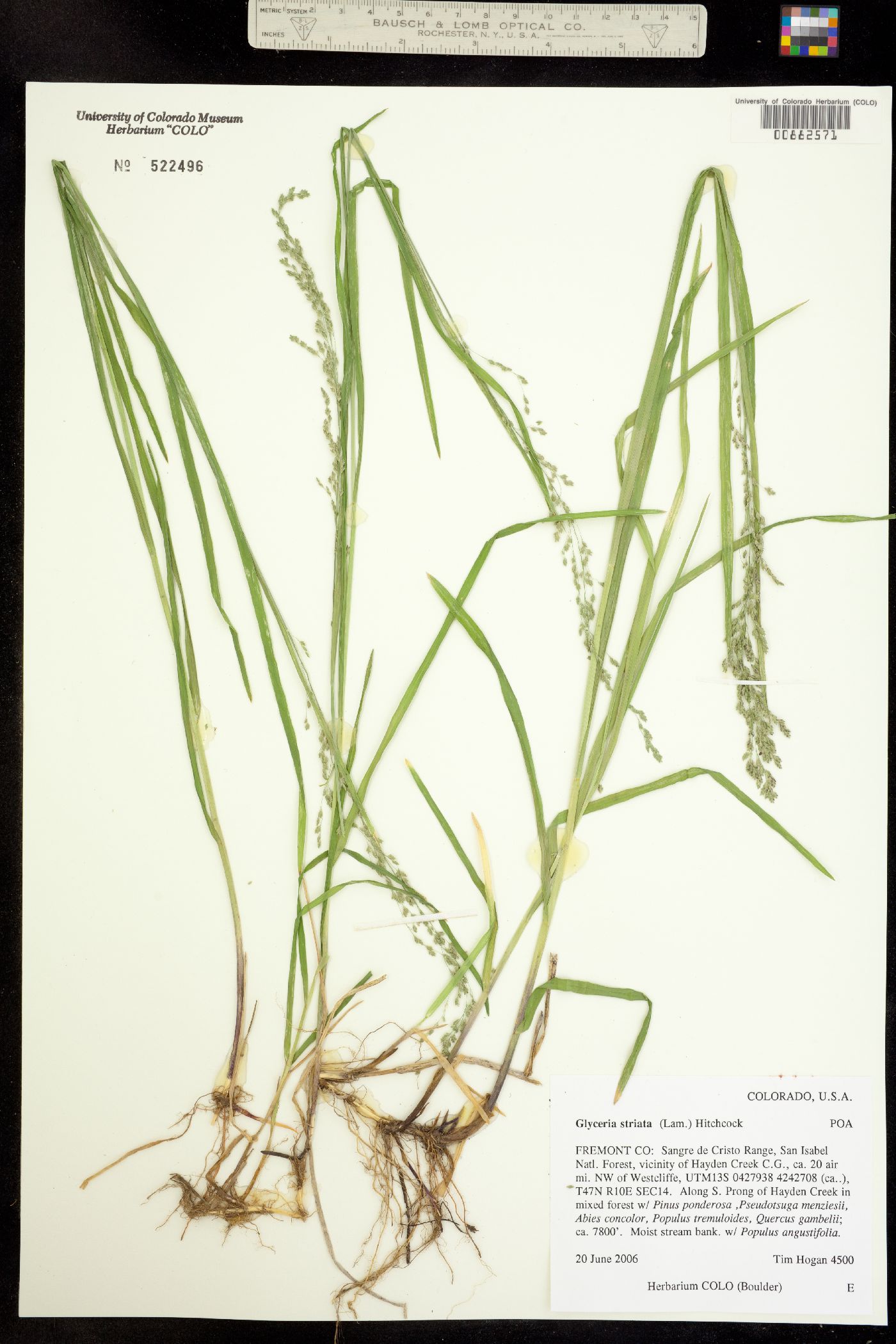 Glyceria image