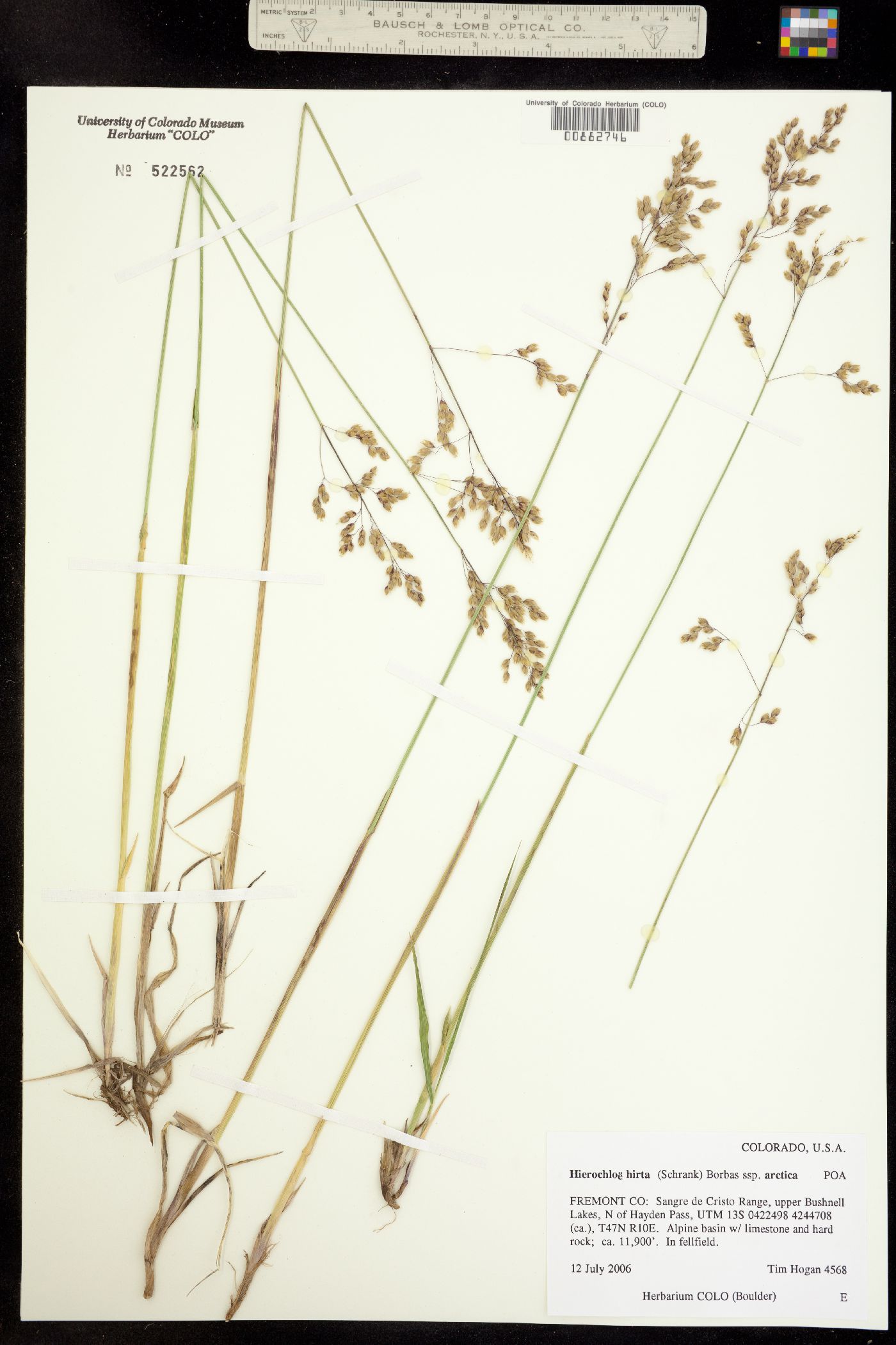 Anthoxanthum hirtum ssp. arcticum image