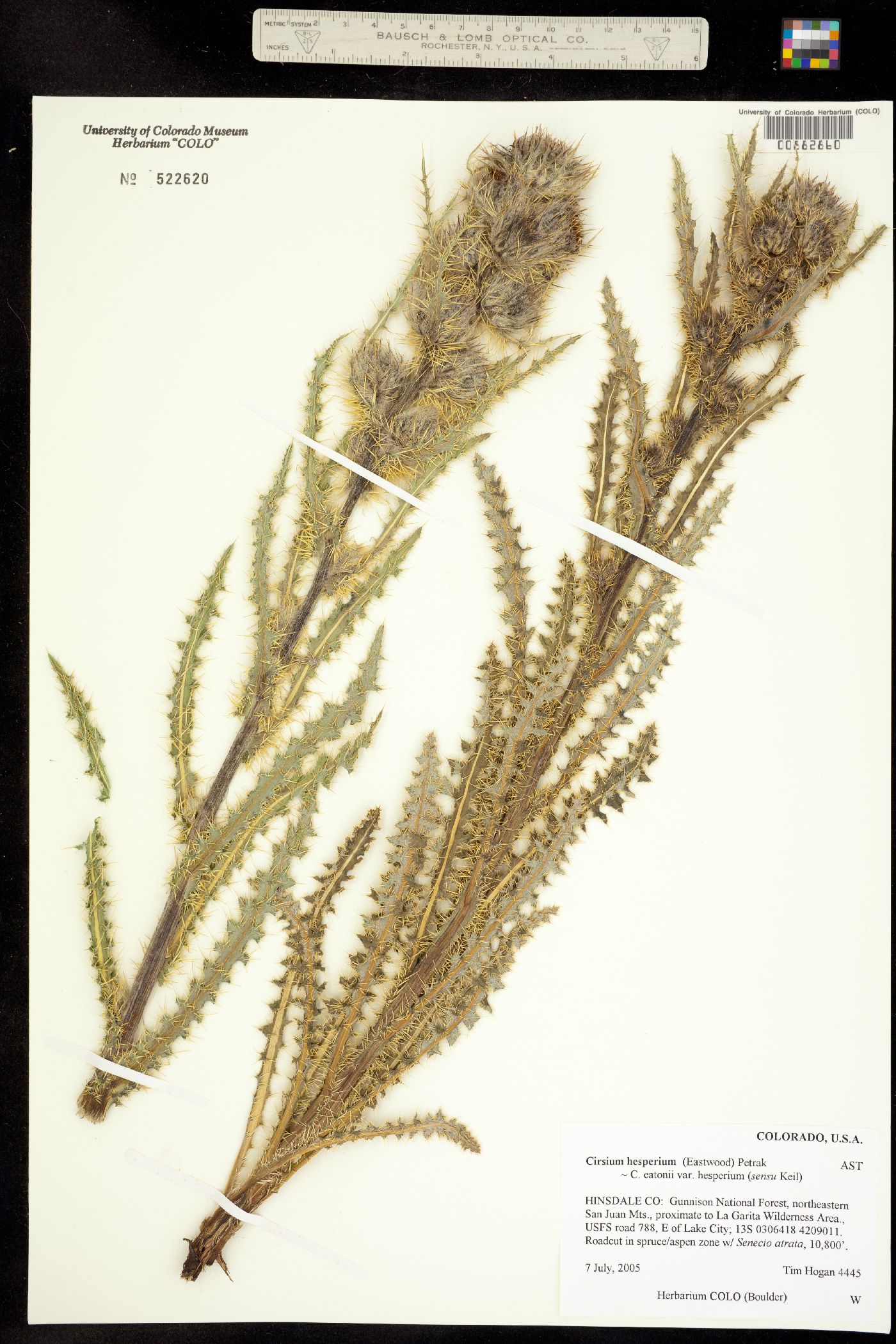 Cirsium eatonii var. hesperium image