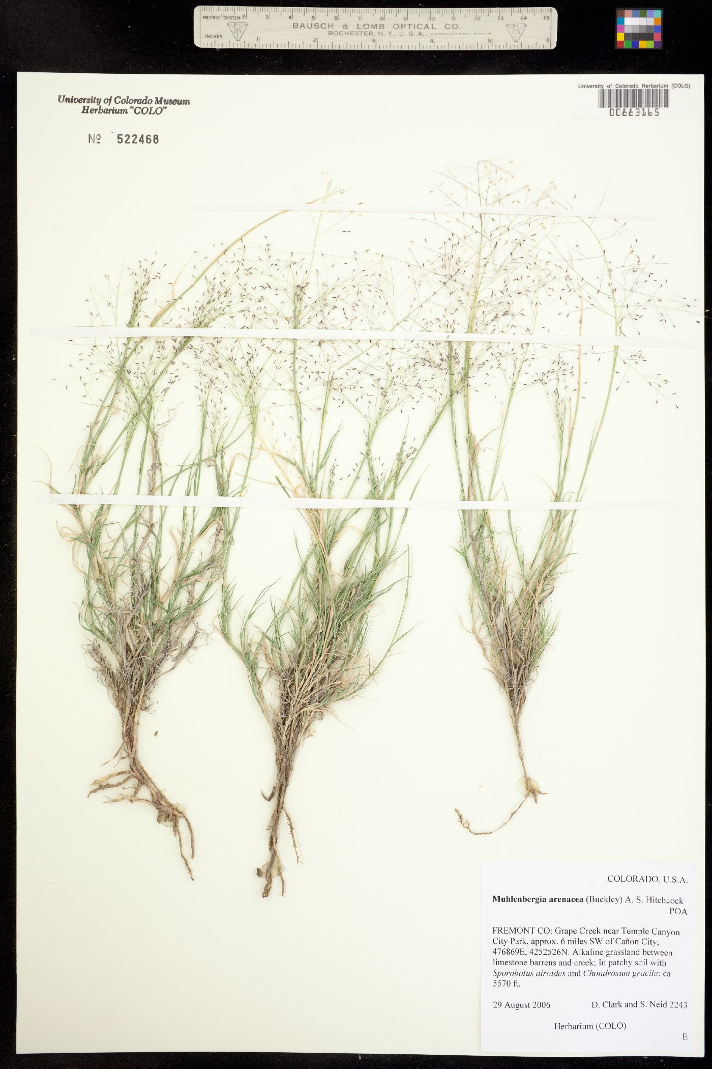 Muhlenbergia arenacea image