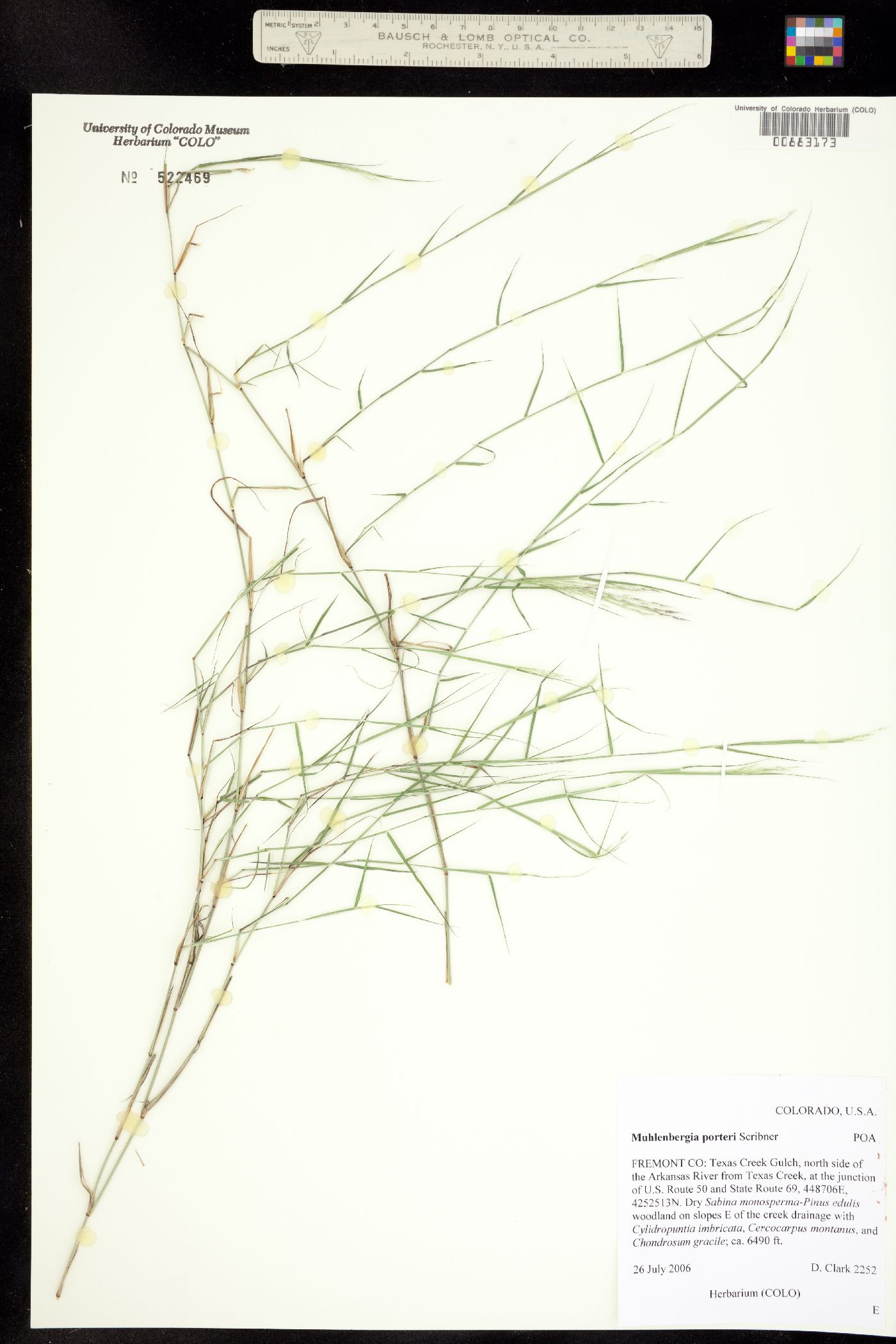 Muhlenbergia porteri image