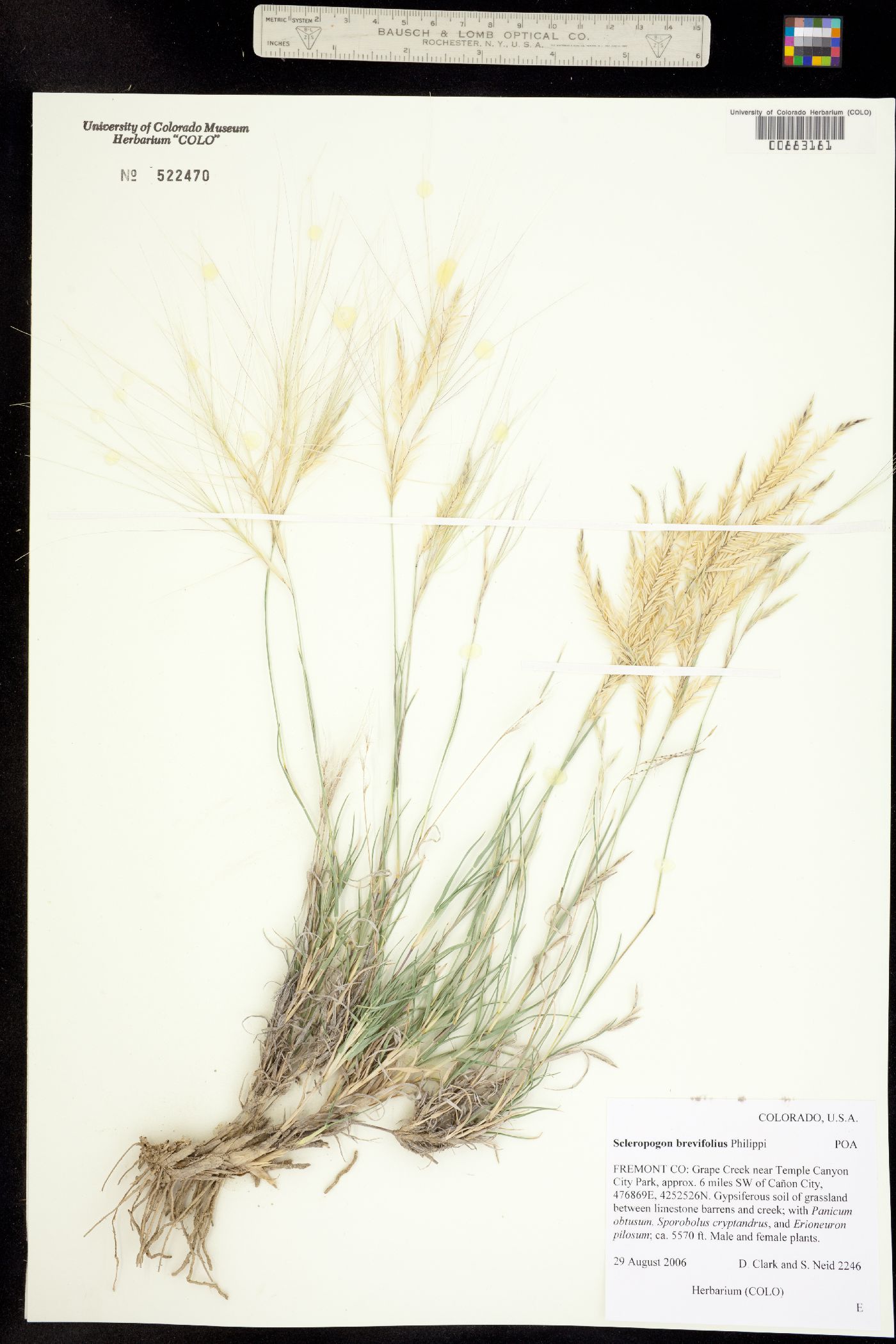 Scleropogon brevifolius image