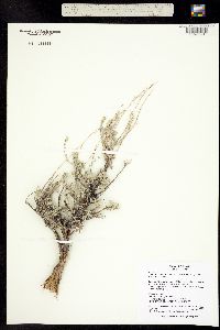 Seriphidium arbusculum ssp. longilobum image