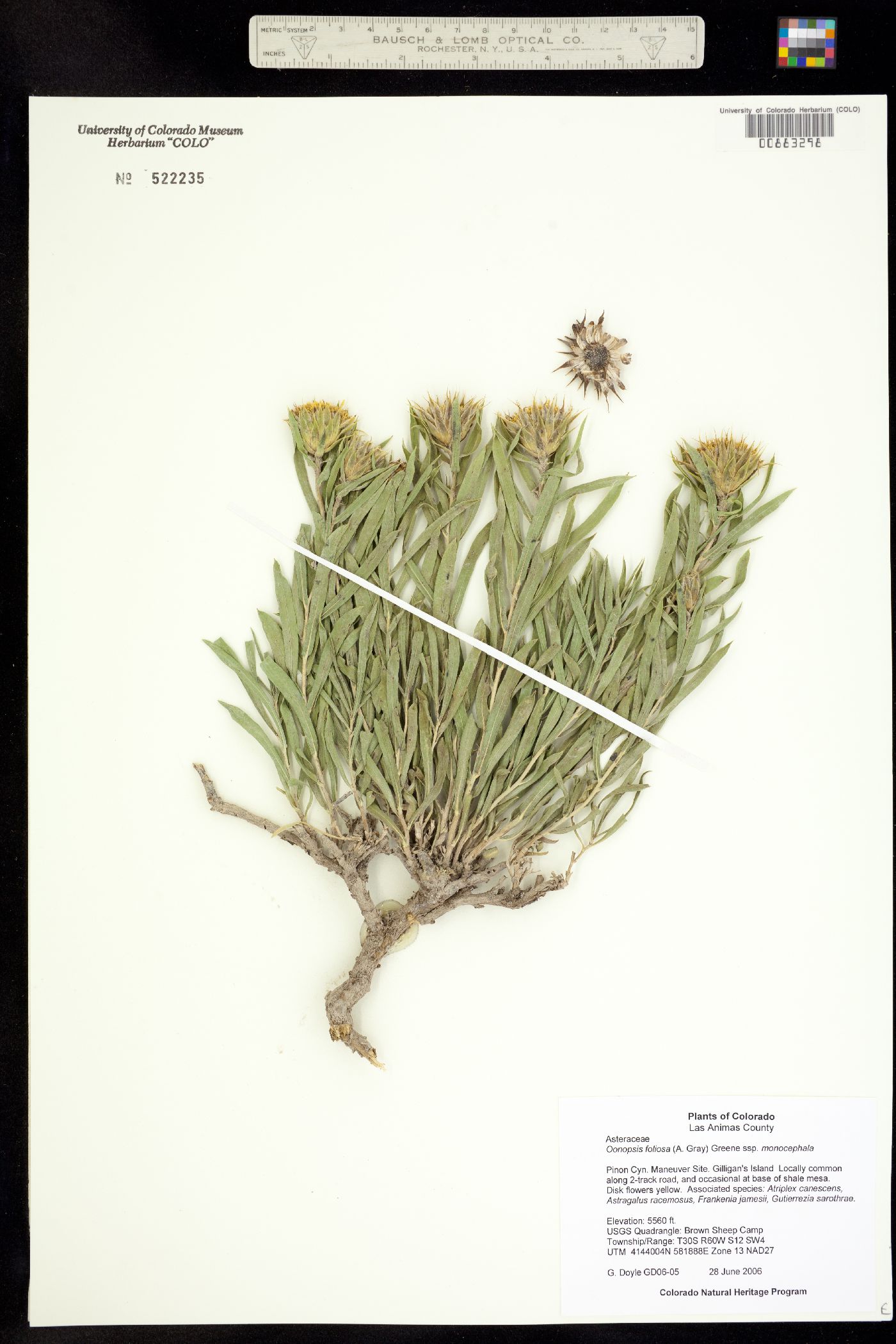 Oönopsis foliosa var. monocephala image