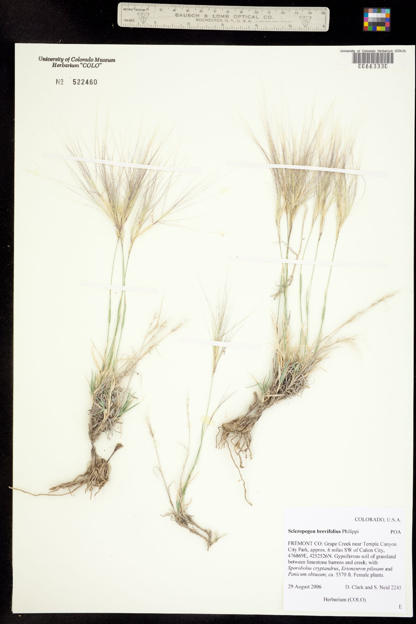 Scleropogon brevifolius image