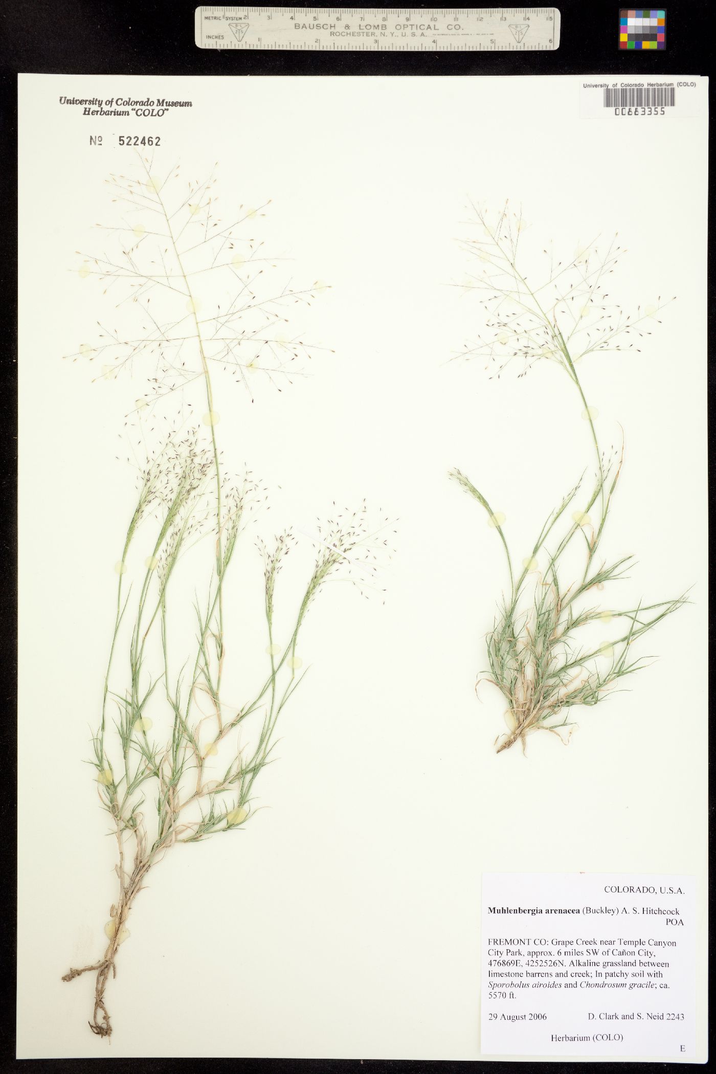 Muhlenbergia arenacea image