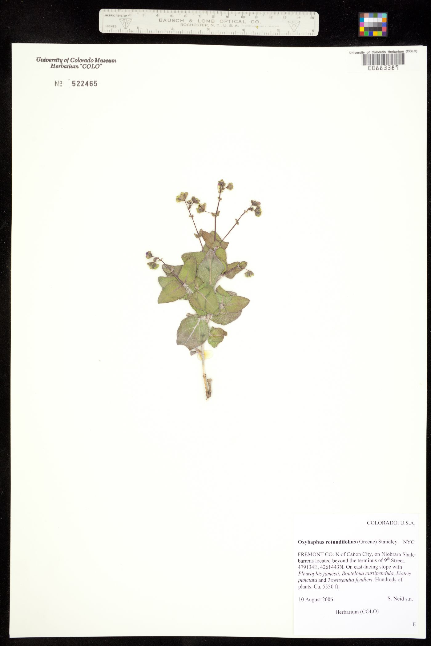 Mirabilis rotundifolia image