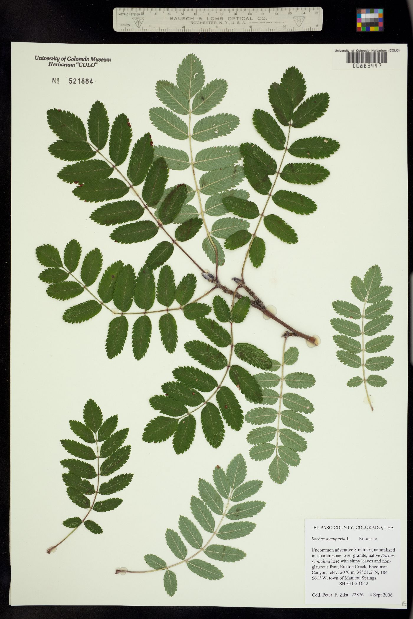 Sorbus aucuparia image
