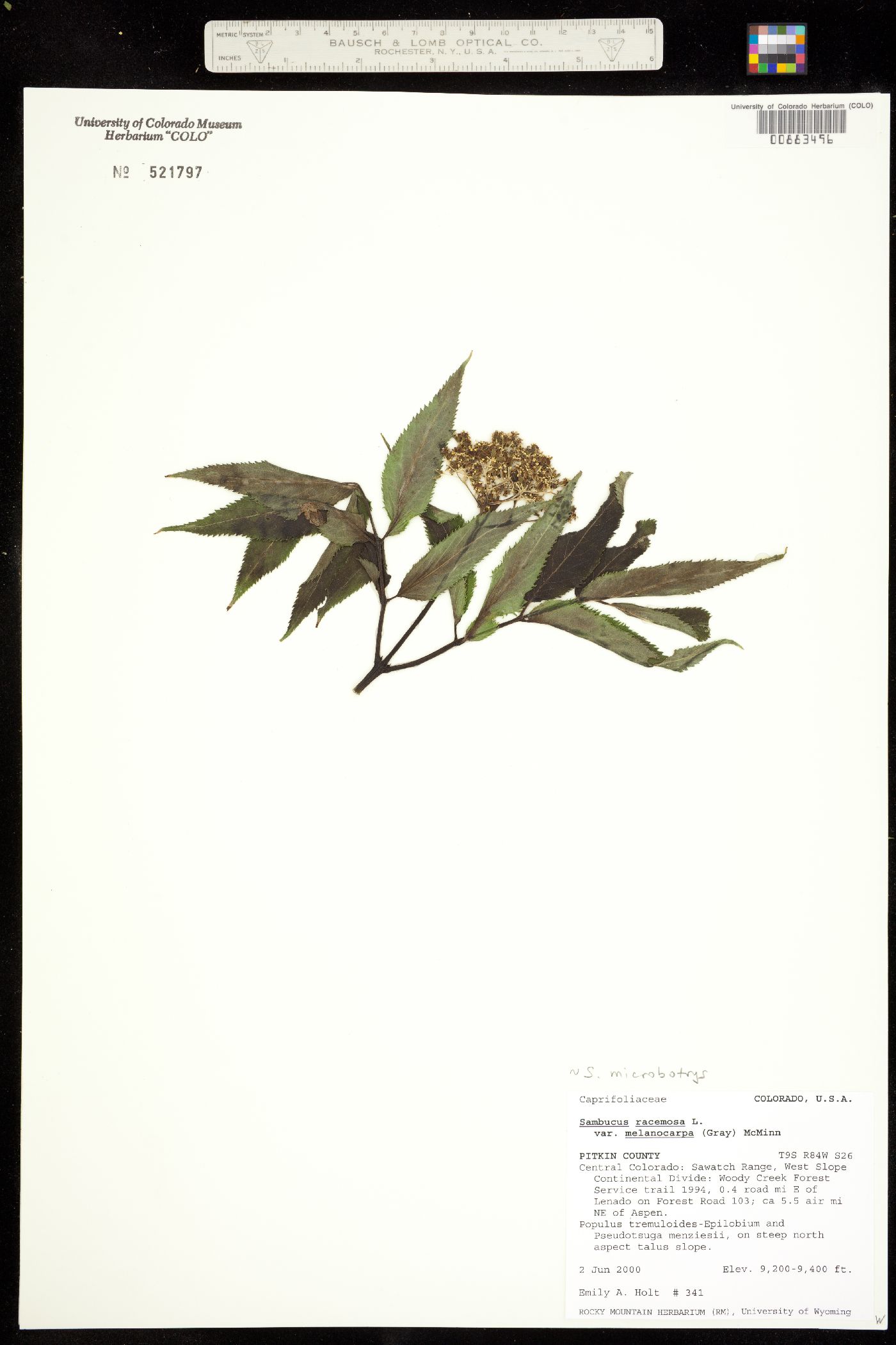 Sambucus racemosa image