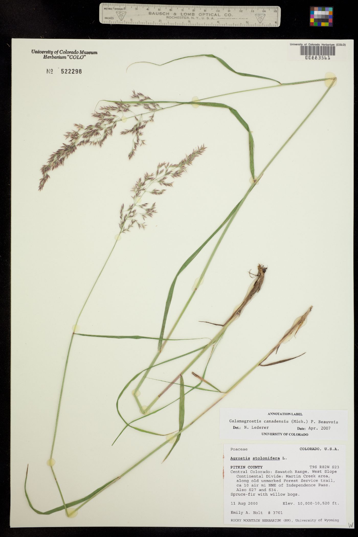 Calamagrostis image