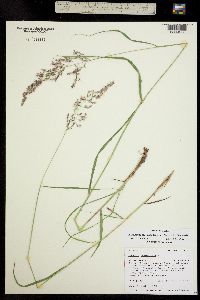 Calamagrostis canadensis image