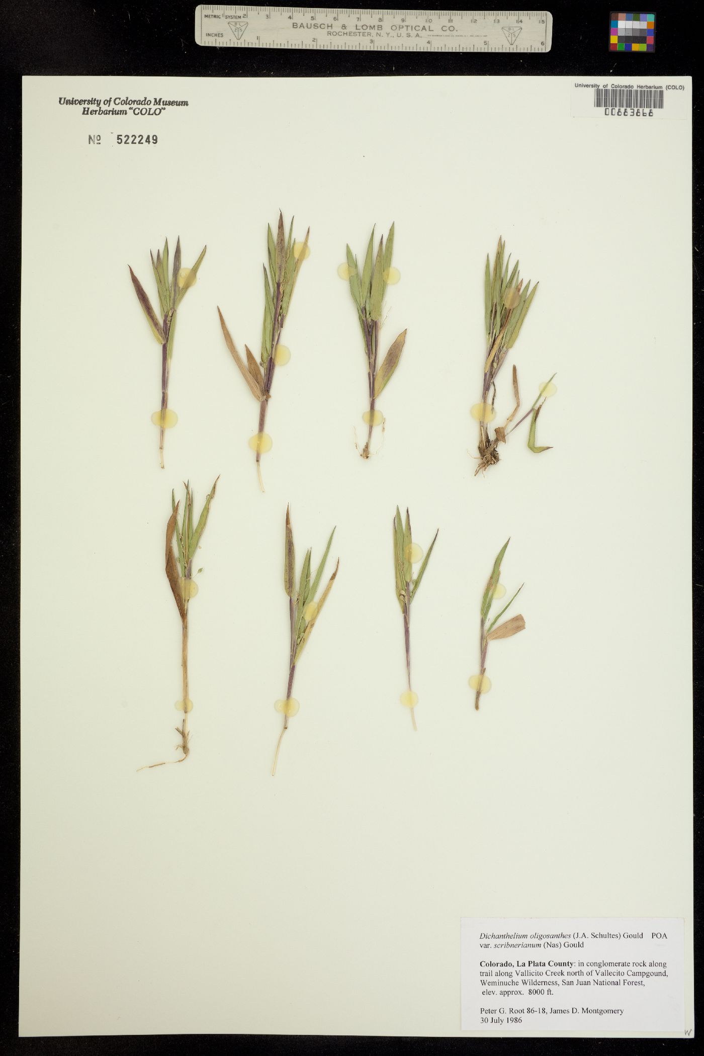 Dichanthelium oligosanthes image